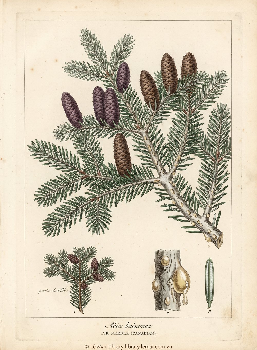 Tranh minh hoạ cây Linh sam Canada (Abies balsamea), lá kim và cành dùng chiết xuất tinh dầu Fir needle (Canadian)