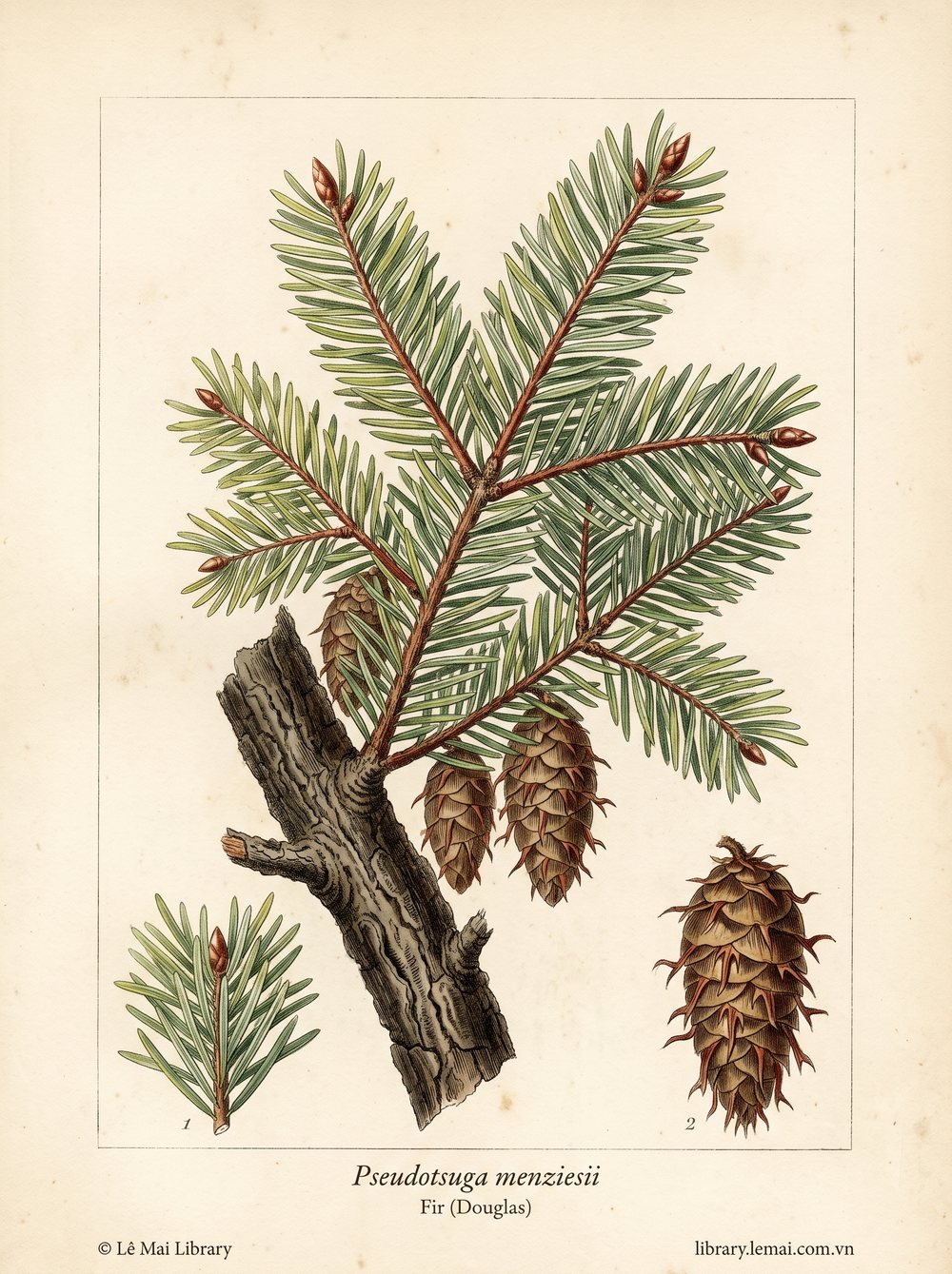 Tranh minh hoạ cây Linh sam Douglas (Pseudotsuga menziesii), gỗ dùng chiết xuất tinh dầu Fir (Douglas)