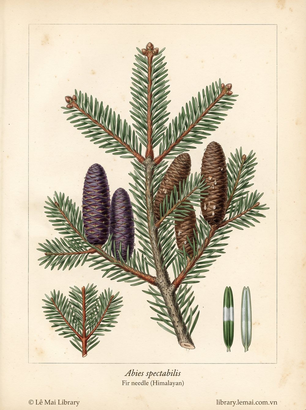 Tranh minh hoạ cây Linh sam Himalaya (Abies spectabilis), lá kim và cành dùng chiết xuất tinh dầu Fir needle (Himalayan)