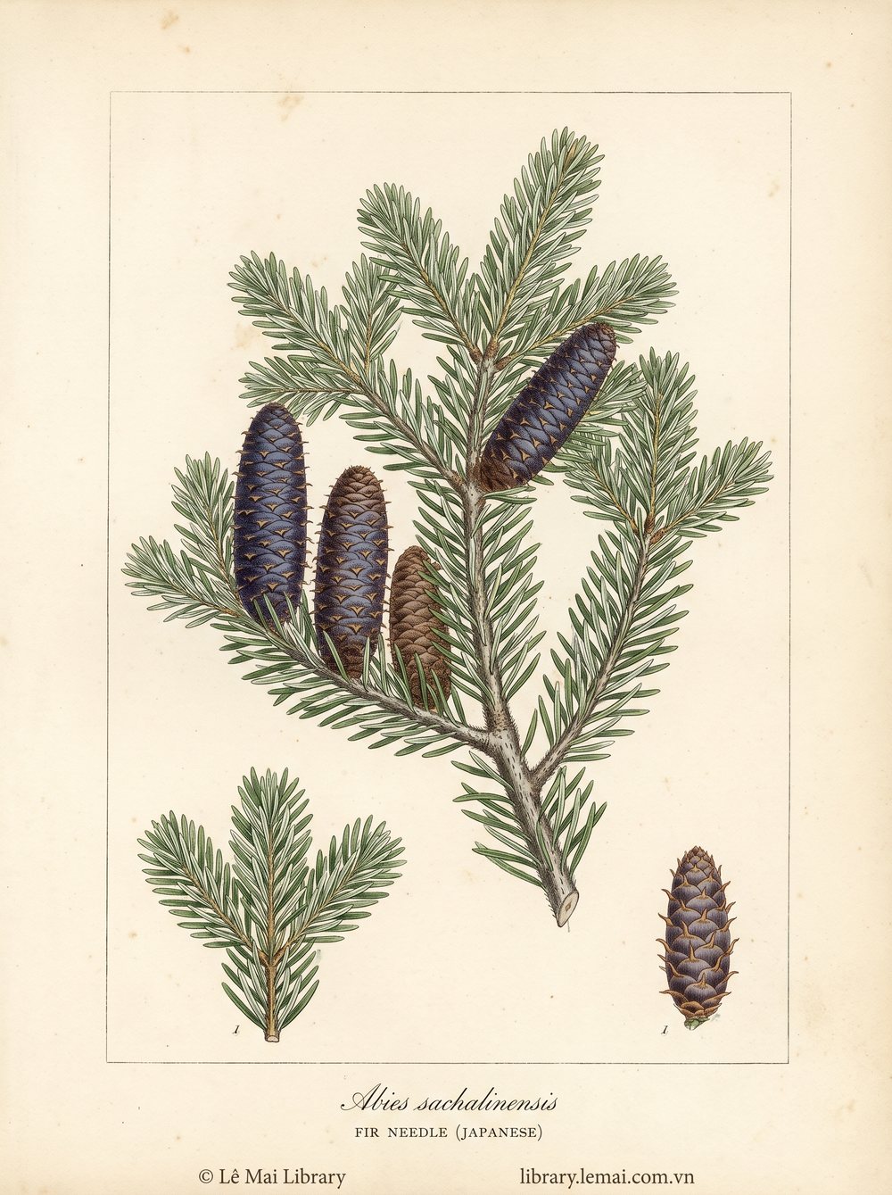 Tranh minh hoạ cây Linh sam Nhật (Abies sachalinensis), lá kim và cành dùng chiết xuất tinh dầu Fir needle (Japanese)