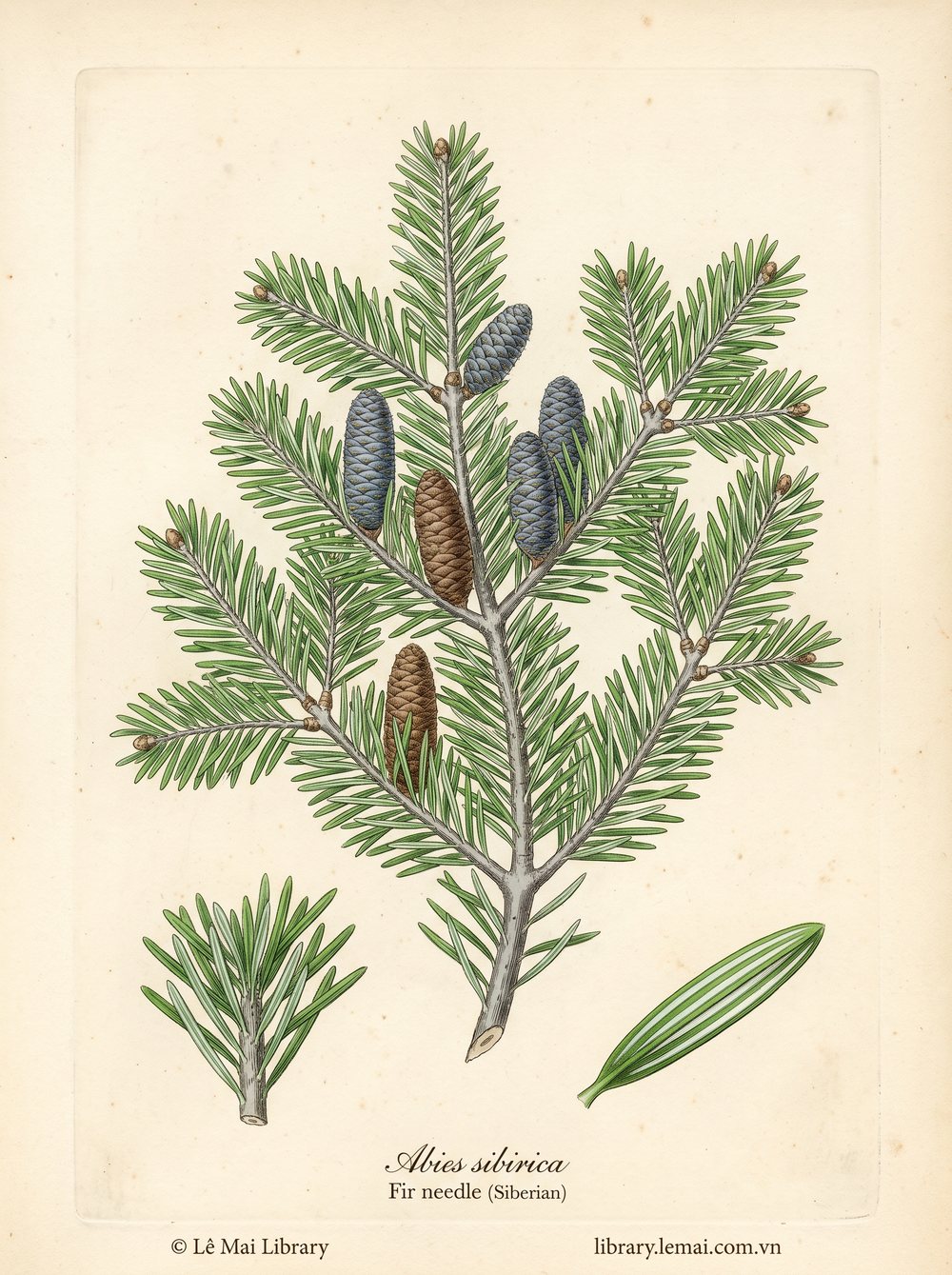 Tranh minh hoạ cây Linh sam Siberia (Abies sibirica), lá kim và cành dùng chiết xuất tinh dầu Fir needle (Siberian)