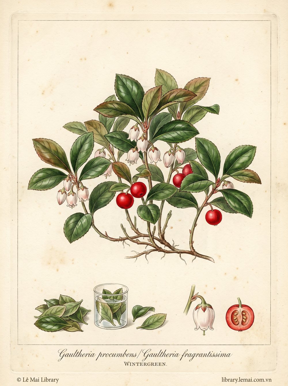 Tranh minh hoạ cây Lộc đề (Gaultheria procumbens / Gaultheria fragrantissima), lá dùng chiết xuất tinh dầu Wintergreen