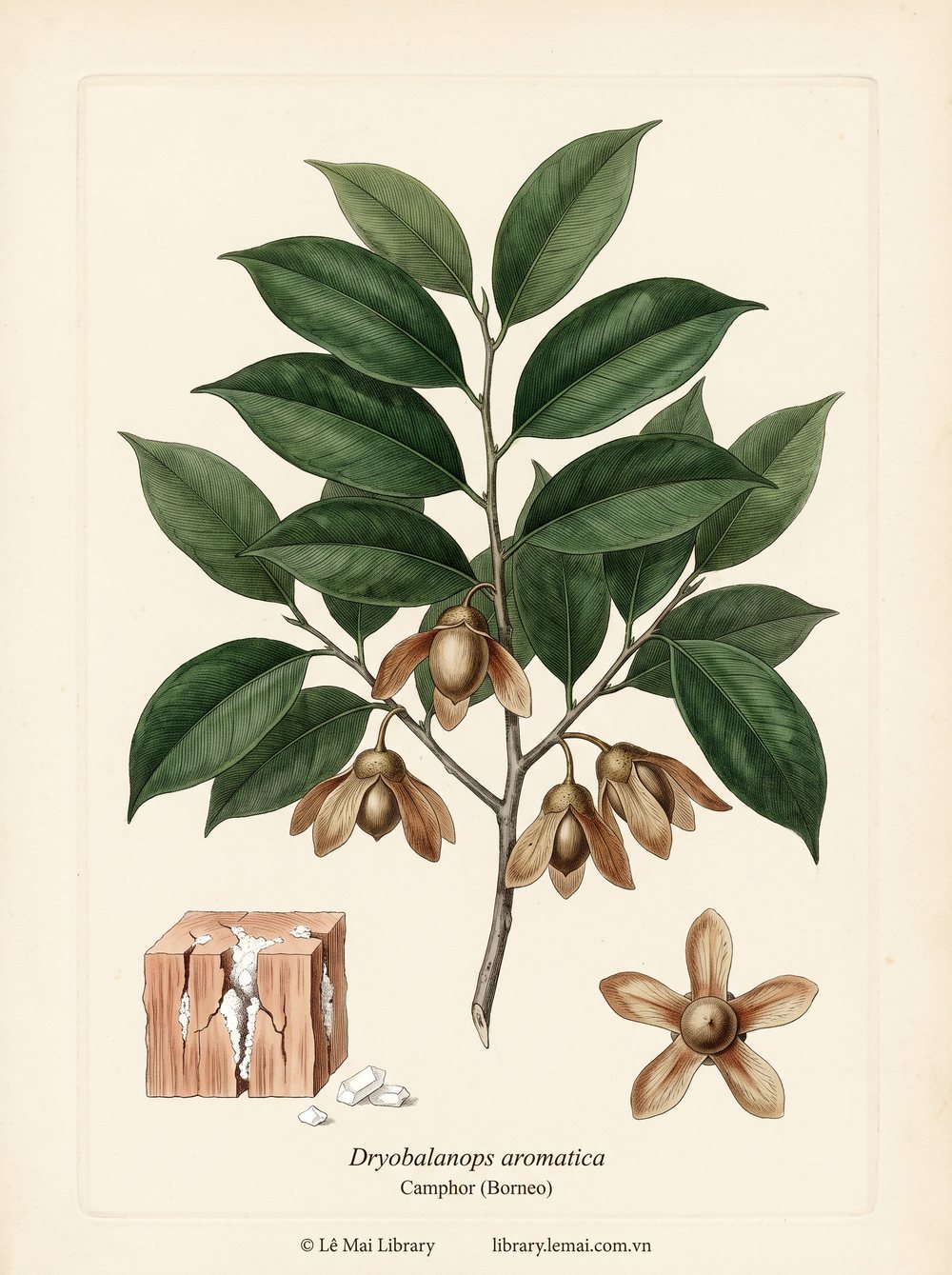 Botanical illustration of Dryobalanops aromatica; wood used to extract Camphor (Borneo) essential oil