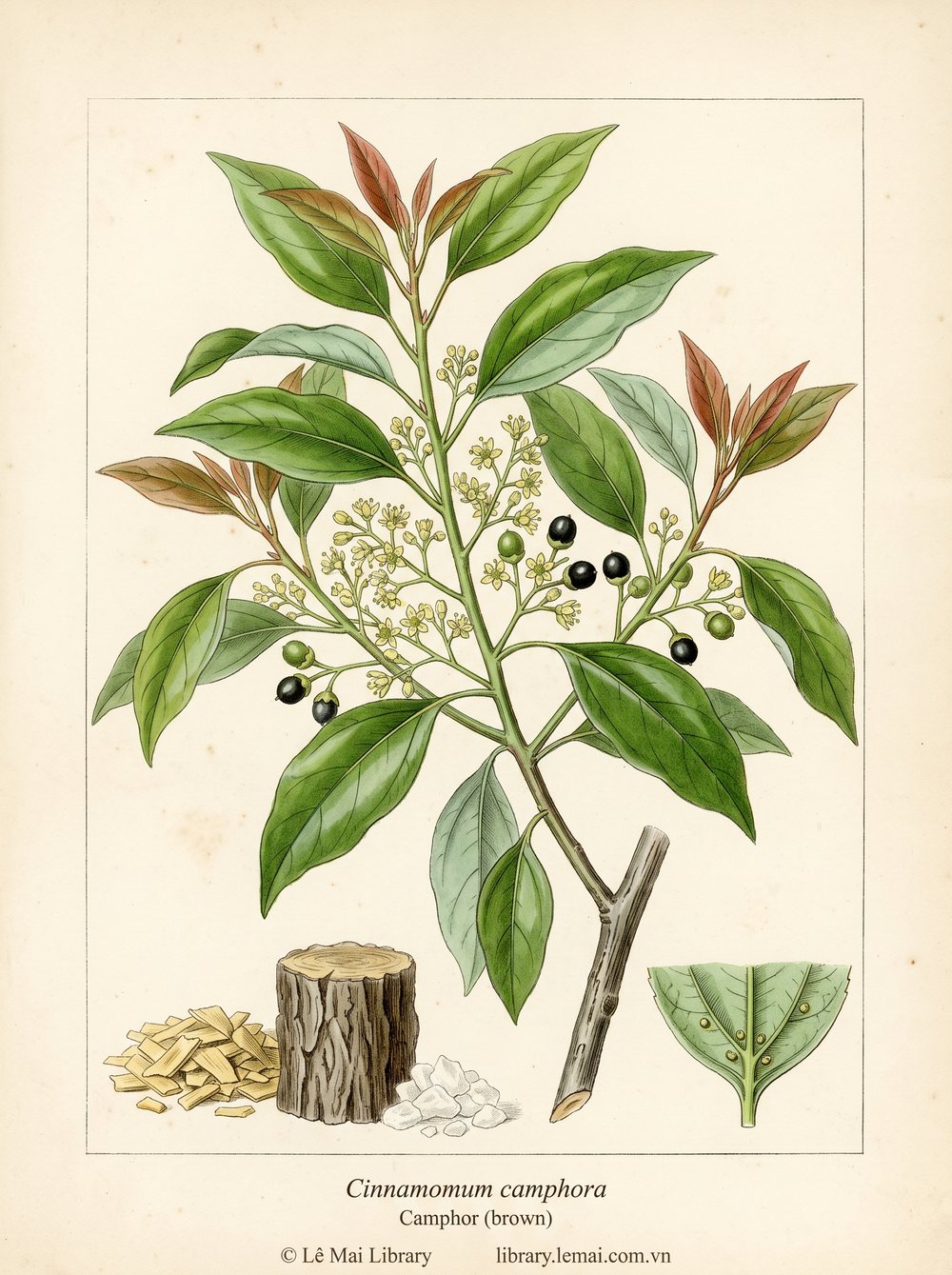 Botanical illustration of Cinnamomum camphora; wood and branches used to extract Camphor (brown) essential oil