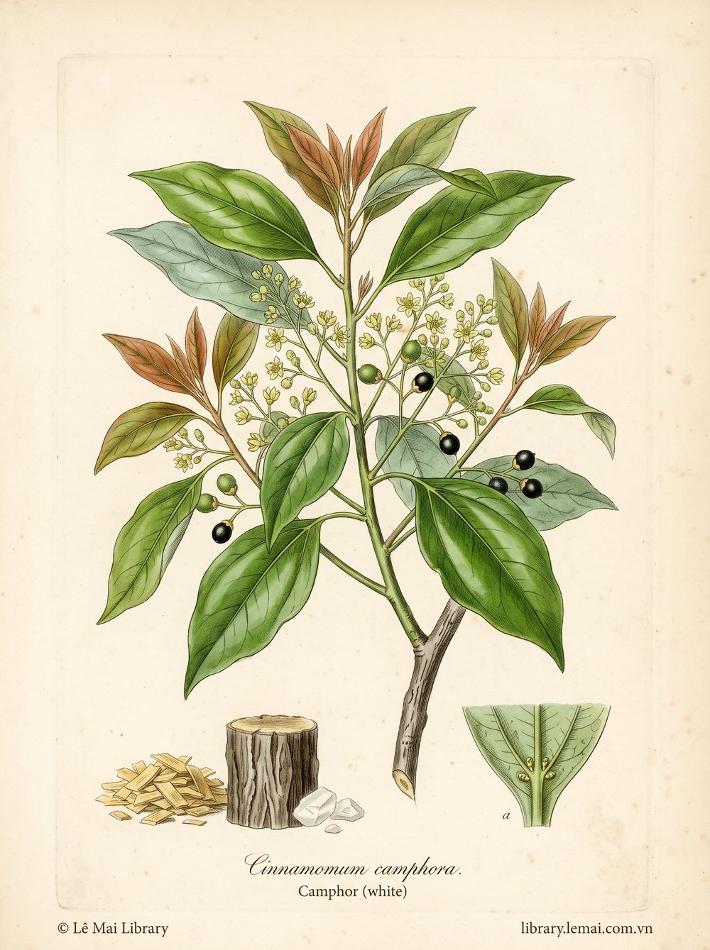 Botanical illustration of Cinnamomum camphora; wood and branches used to extract Camphor (white) essential oil