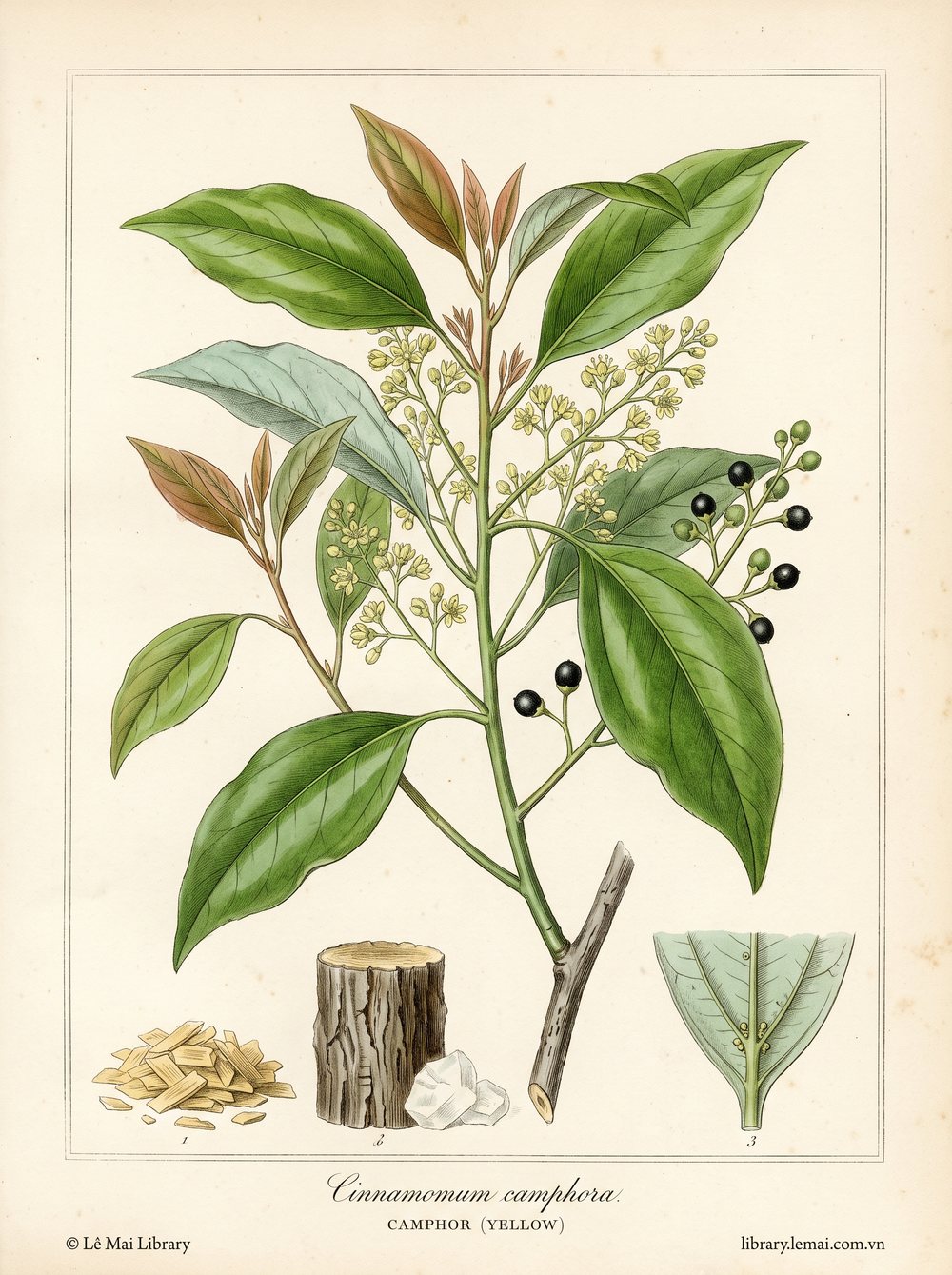Botanical illustration of Cinnamomum camphora; wood and branches used to extract Camphor (yellow) essential oil