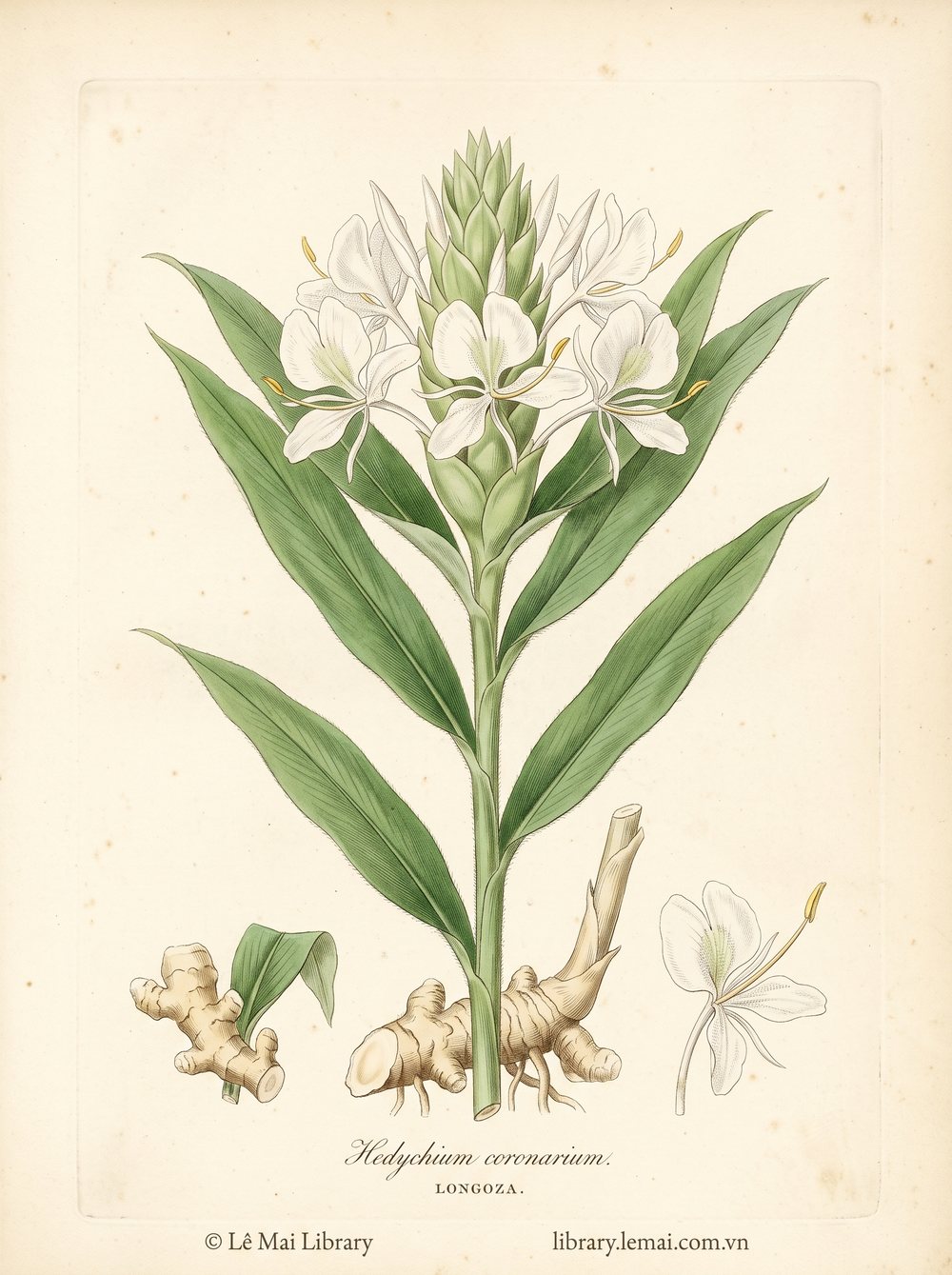 Tranh minh hoạ cây Longoza (Hedychium coronarium), rễ ngầm dùng chiết xuất tinh dầu Longoza