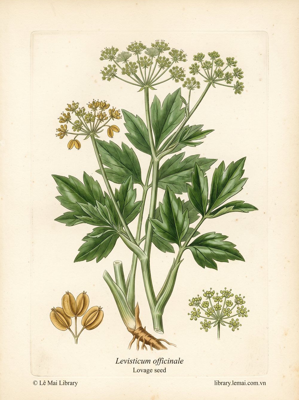 Tranh minh hoạ cây Lovage (Levisticum officinale), hạt dùng chiết xuất tinh dầu Lovage seed