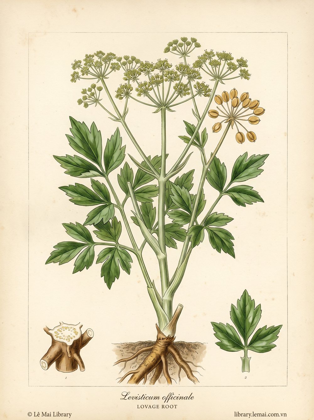 Tranh minh hoạ cây Lovage (Levisticum officinale), rễ dùng chiết xuất tinh dầu Lovage root