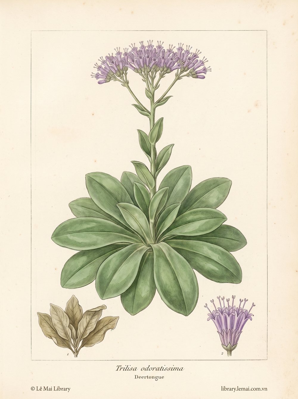 Botanical illustration of Trilisa odoratissima; leaves used to extract Deertongue essential oil