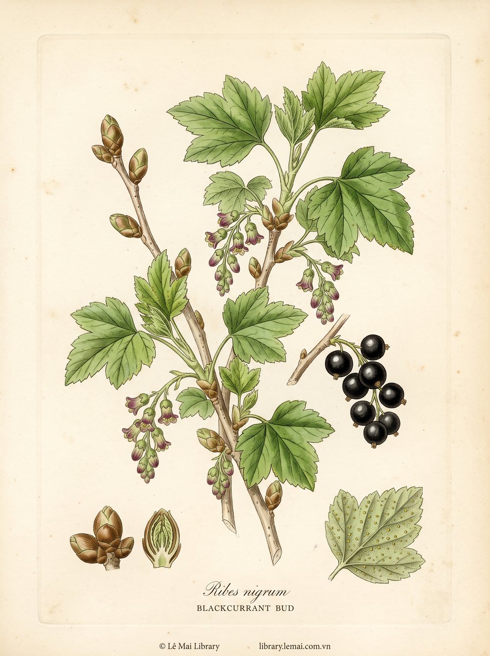Botanical illustration of Ribes nigrum; flower buds used to extract Blackcurrant bud essential oil