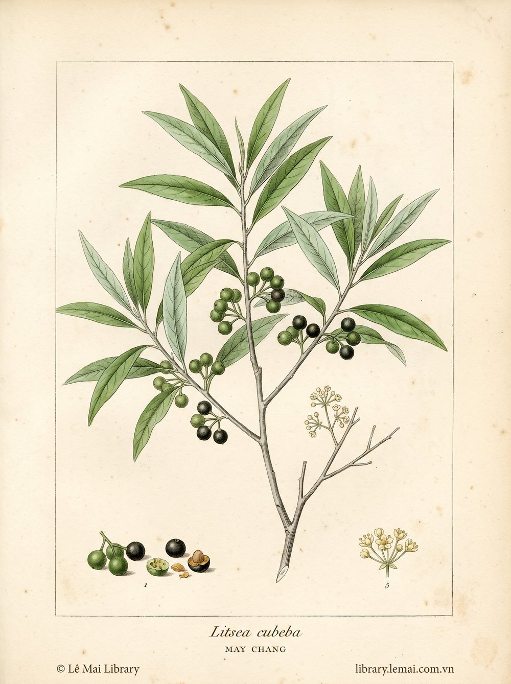 Tranh minh hoạ cây Màng tang (Litsea cubeba), quả dùng chiết xuất tinh dầu May chang