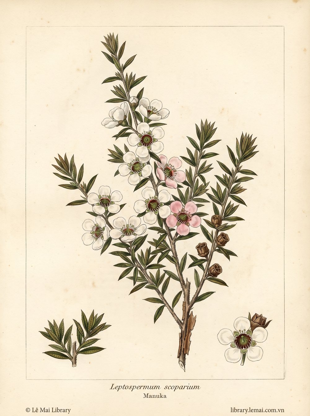 Tranh minh hoạ cây Manuka (Leptospermum scoparium), lá và cành tận cùng dùng chiết xuất tinh dầu Manuka