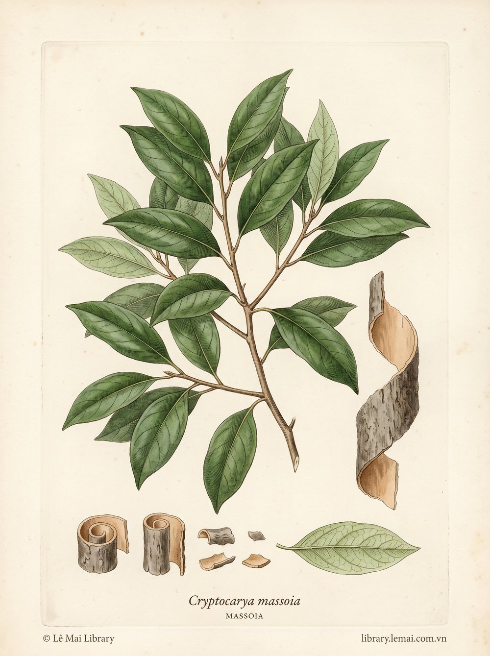 Tranh minh hoạ cây Massoia (Cryptocarya massoia), vỏ thân dùng chiết xuất tinh dầu Massoia