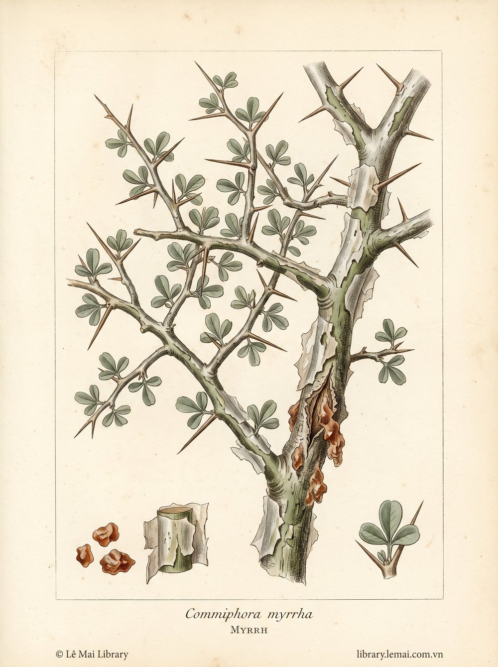 Tranh minh hoạ cây Mộc dược (Commiphora myrrha), nhựa cây khô (gum oleoresin) dùng chiết xuất tinh dầu Myrrh