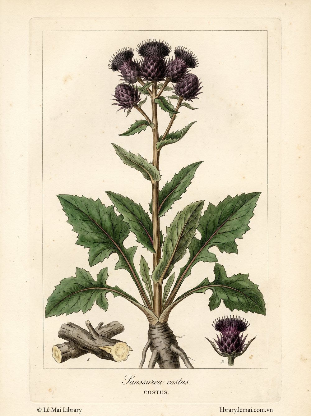 Botanical illustration of Saussurea costus; dried roots used to extract Costus essential oil