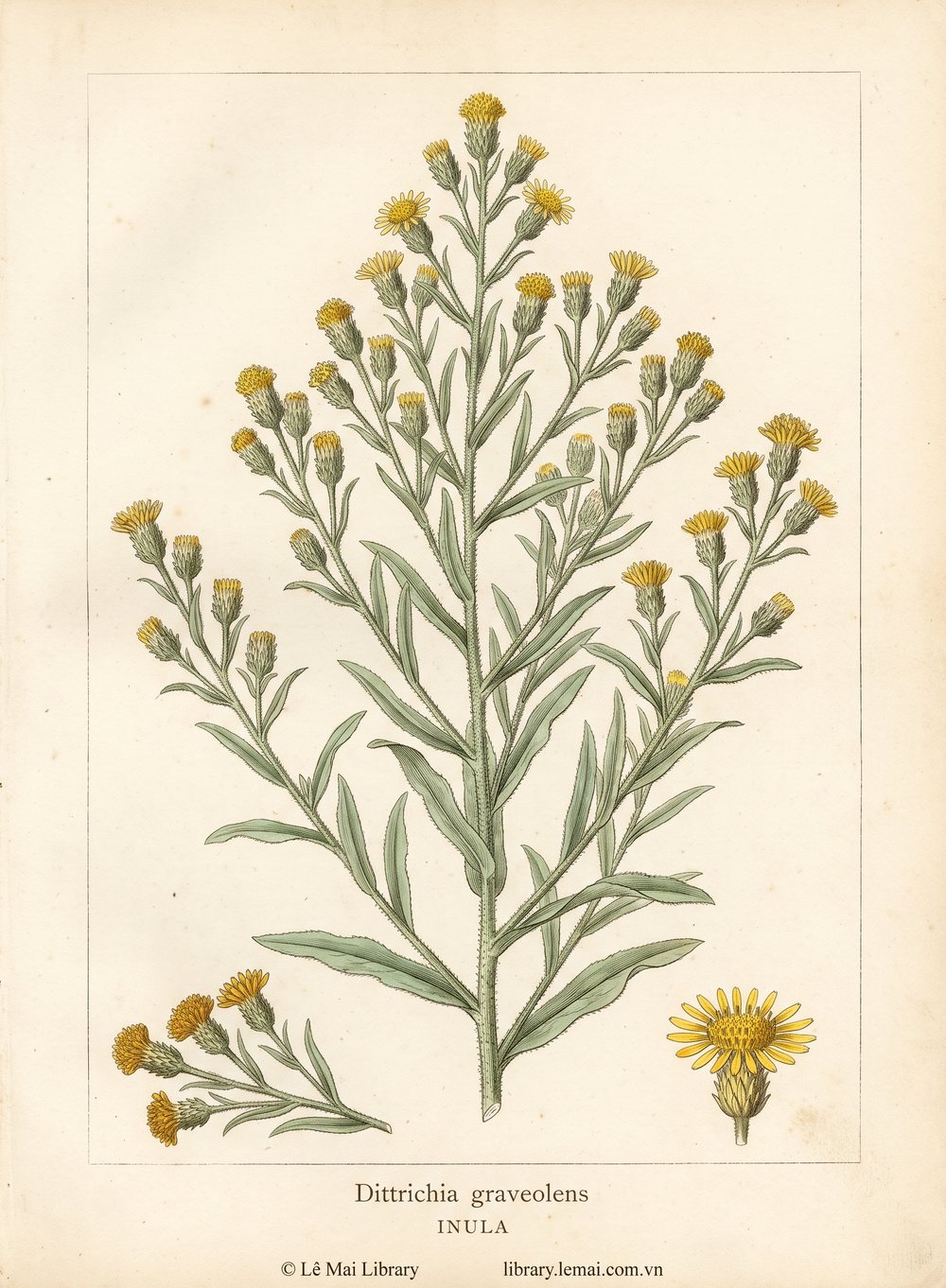 Tranh minh hoạ cây Mộc lan đại (Dittrichia graveolens), đầu hoa dùng chiết xuất tinh dầu Inula