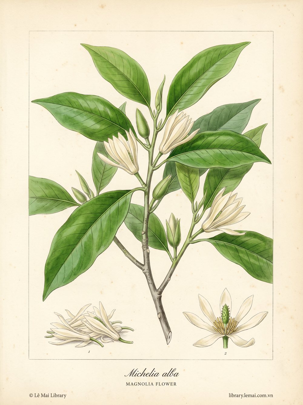 Tranh minh hoạ cây Mộc lan (Michelia alba), hoa dùng chiết xuất tinh dầu Magnolia flower