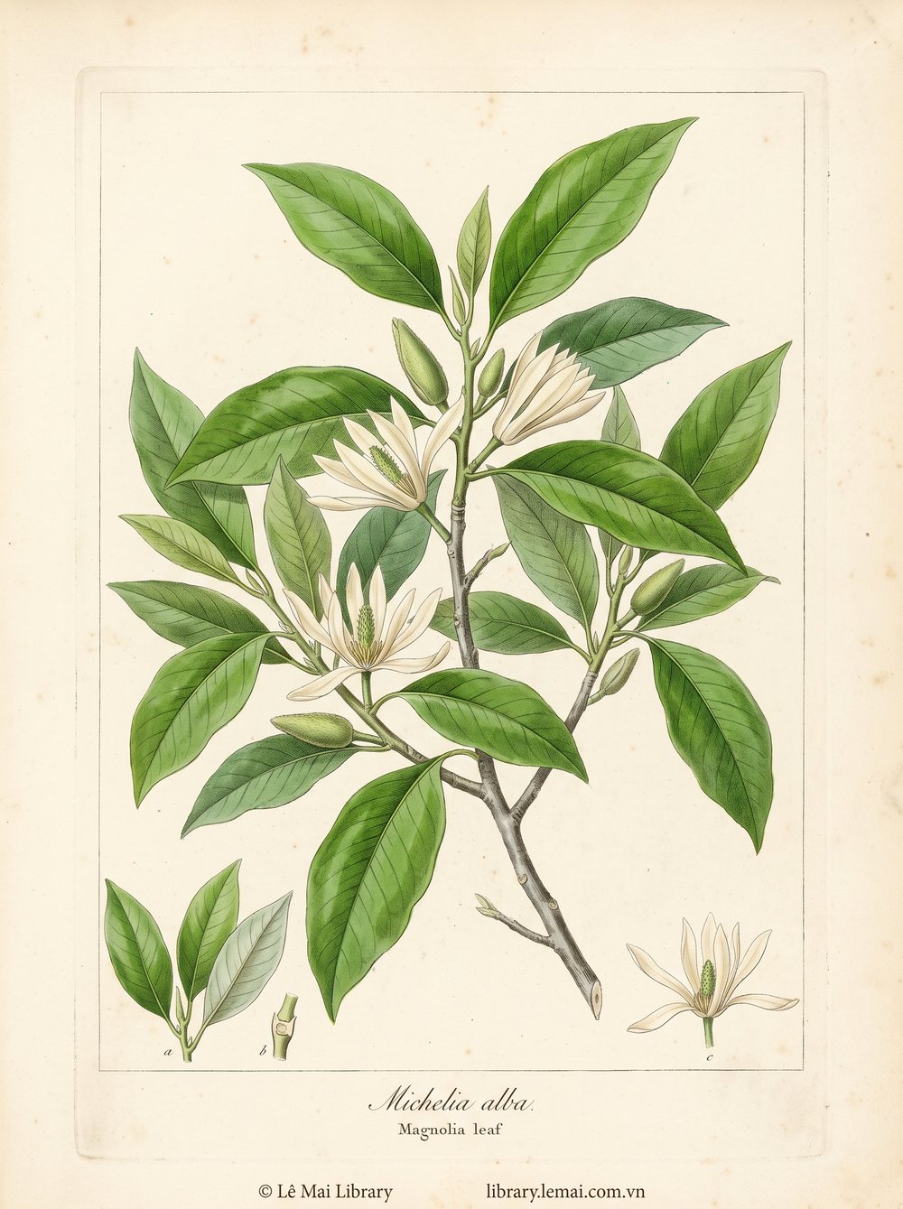 Tranh minh hoạ cây Mộc lan (Michelia alba), lá dùng chiết xuất tinh dầu Magnolia leaf