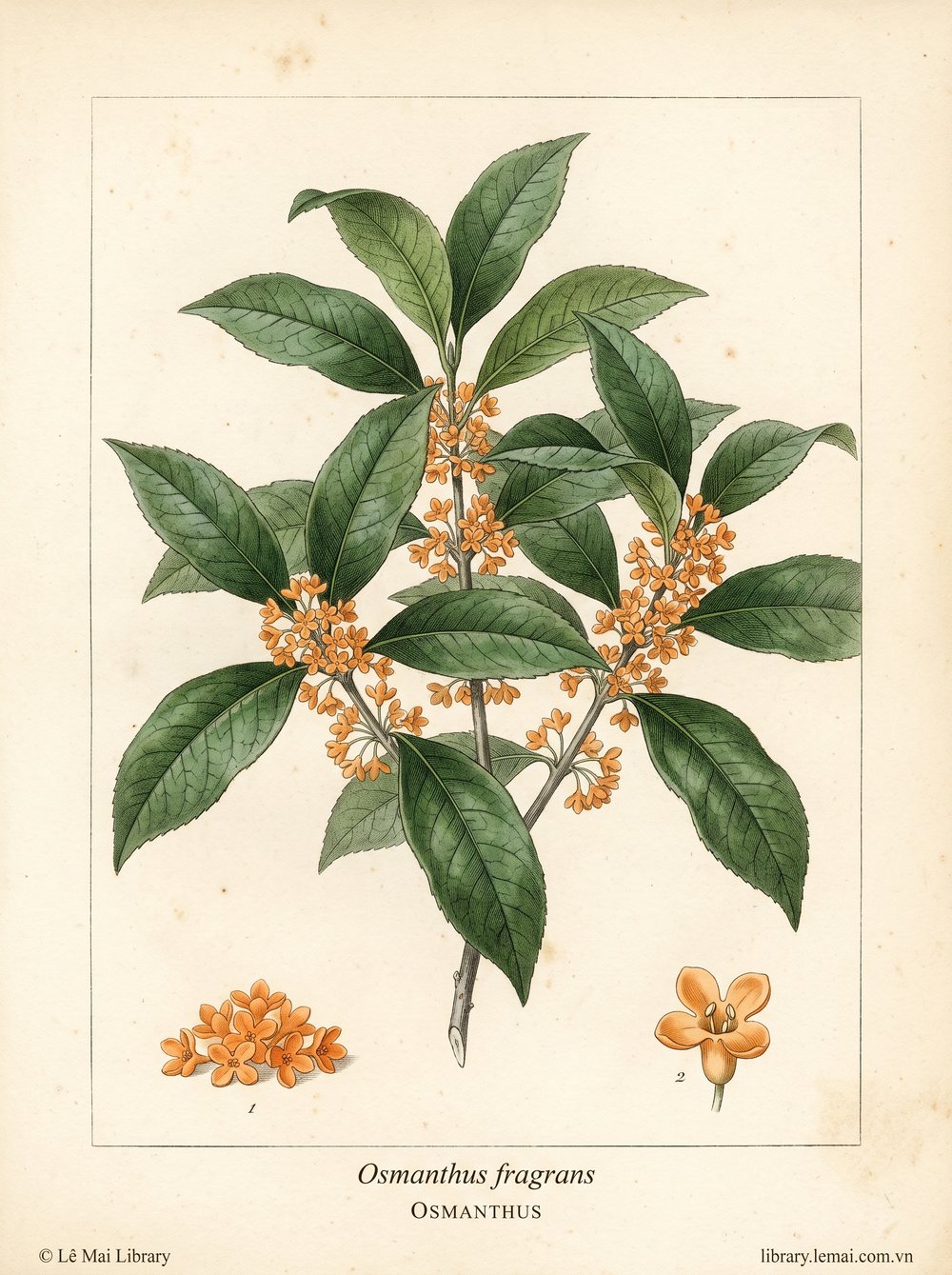 Tranh minh hoạ cây Mộc tê (Osmanthus fragrans), hoa dùng chiết xuất tinh dầu Osmanthus