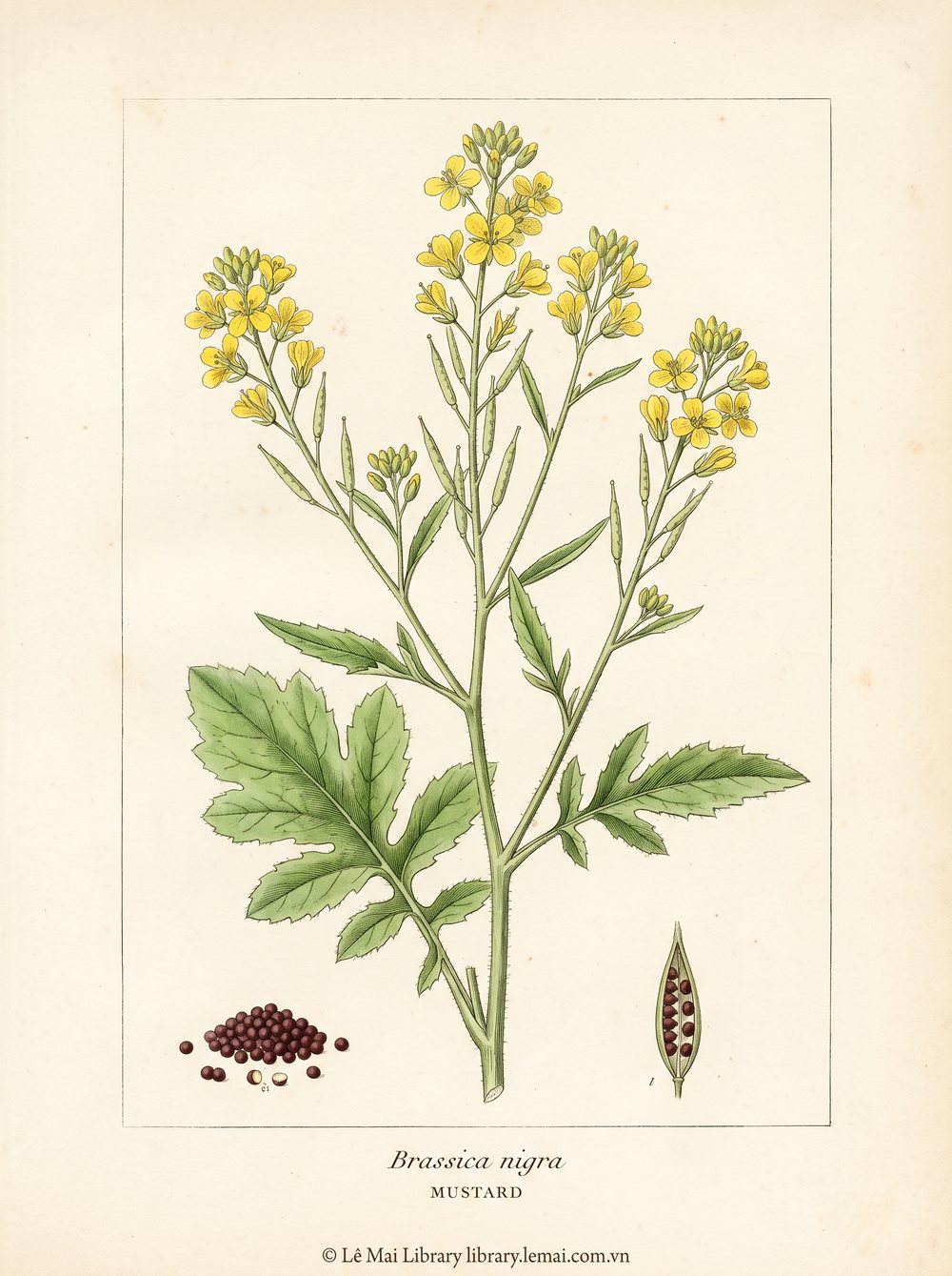 Tranh minh hoạ cây Mù tạt (Brassica nigra), hạt dùng chiết xuất tinh dầu Mustard