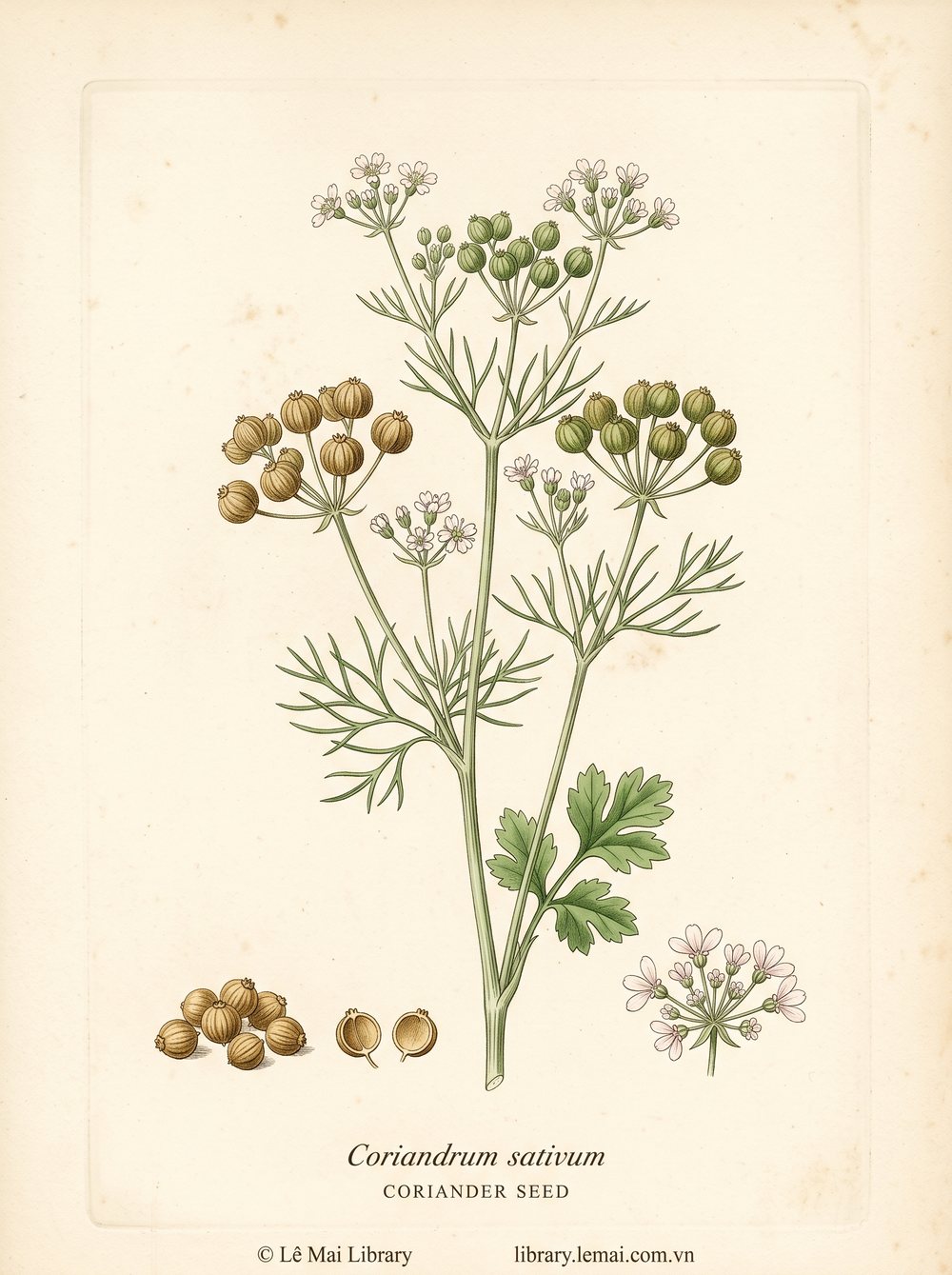 Botanical illustration of Coriandrum sativum; seeds used to extract Coriander seed essential oil