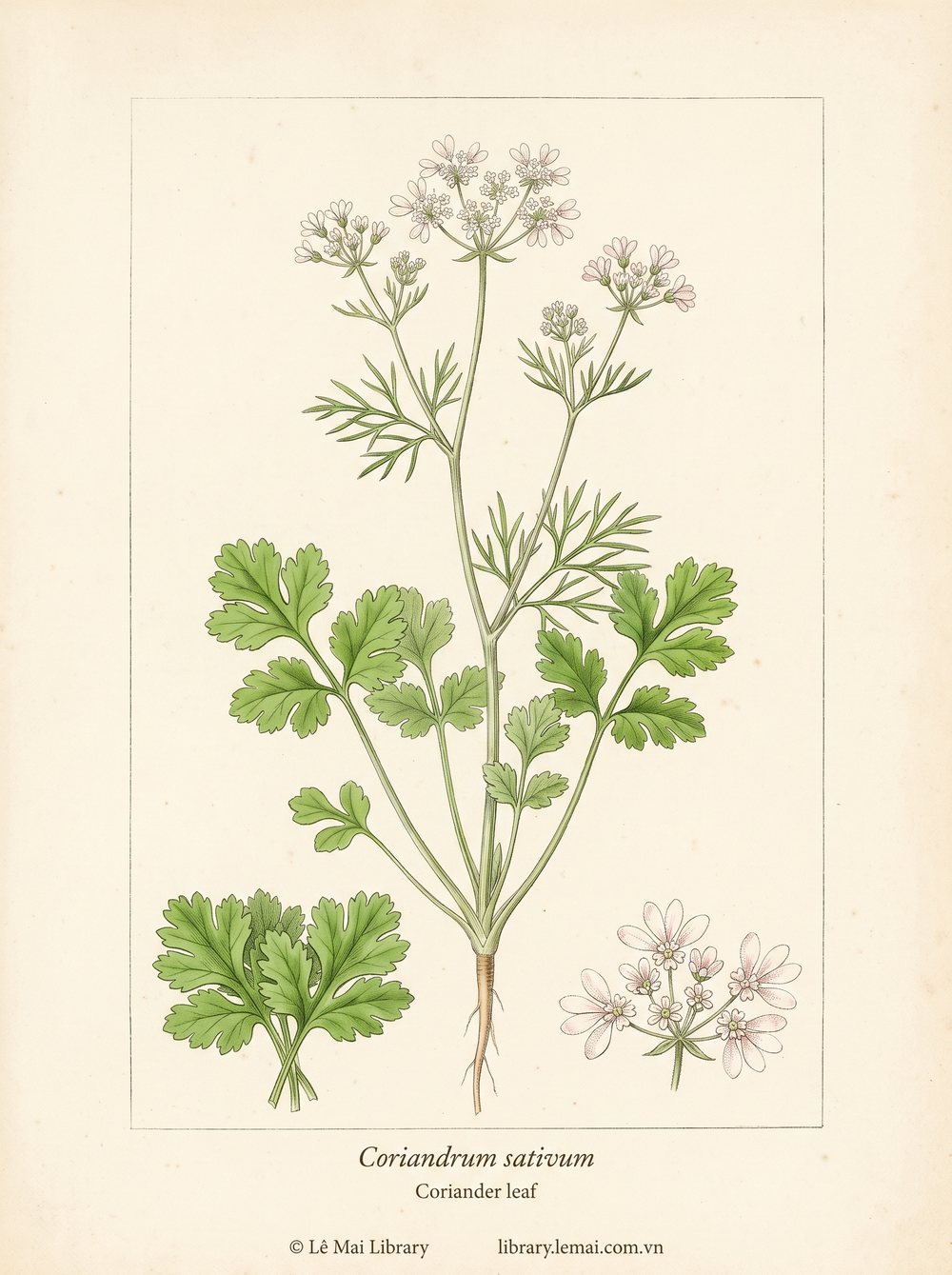 Botanical illustration of Coriandrum sativum; leaves used to extract Coriander leaf essential oil
