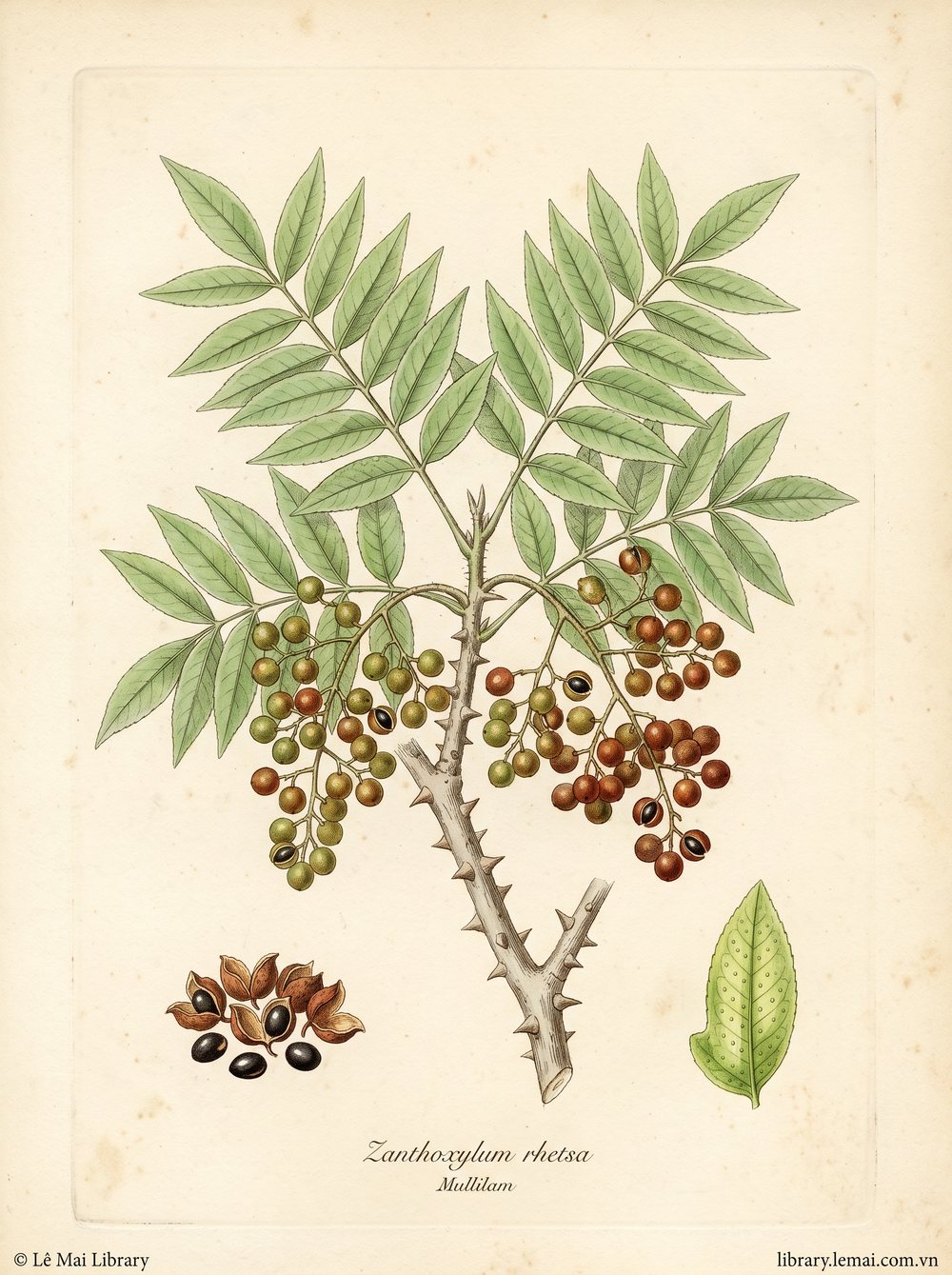 Tranh minh hoạ cây Mullilam (Zanthoxylum rhetsa), quả dùng chiết xuất tinh dầu Mullilam