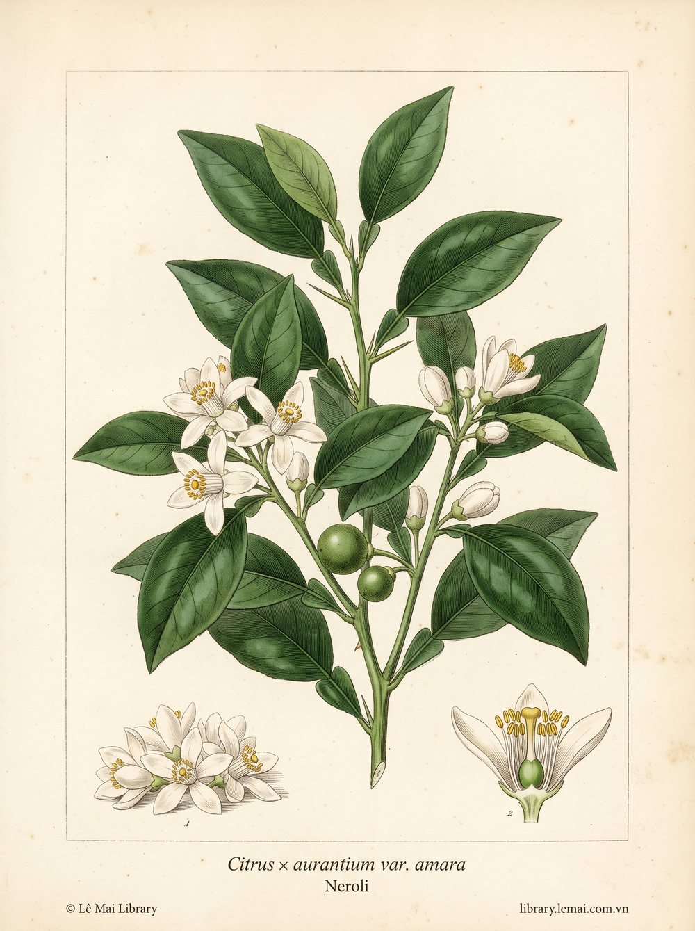 Tranh minh hoạ cây Neroli (Citrus x aurantium var. amara), hoa dùng chiết xuất tinh dầu Neroli
