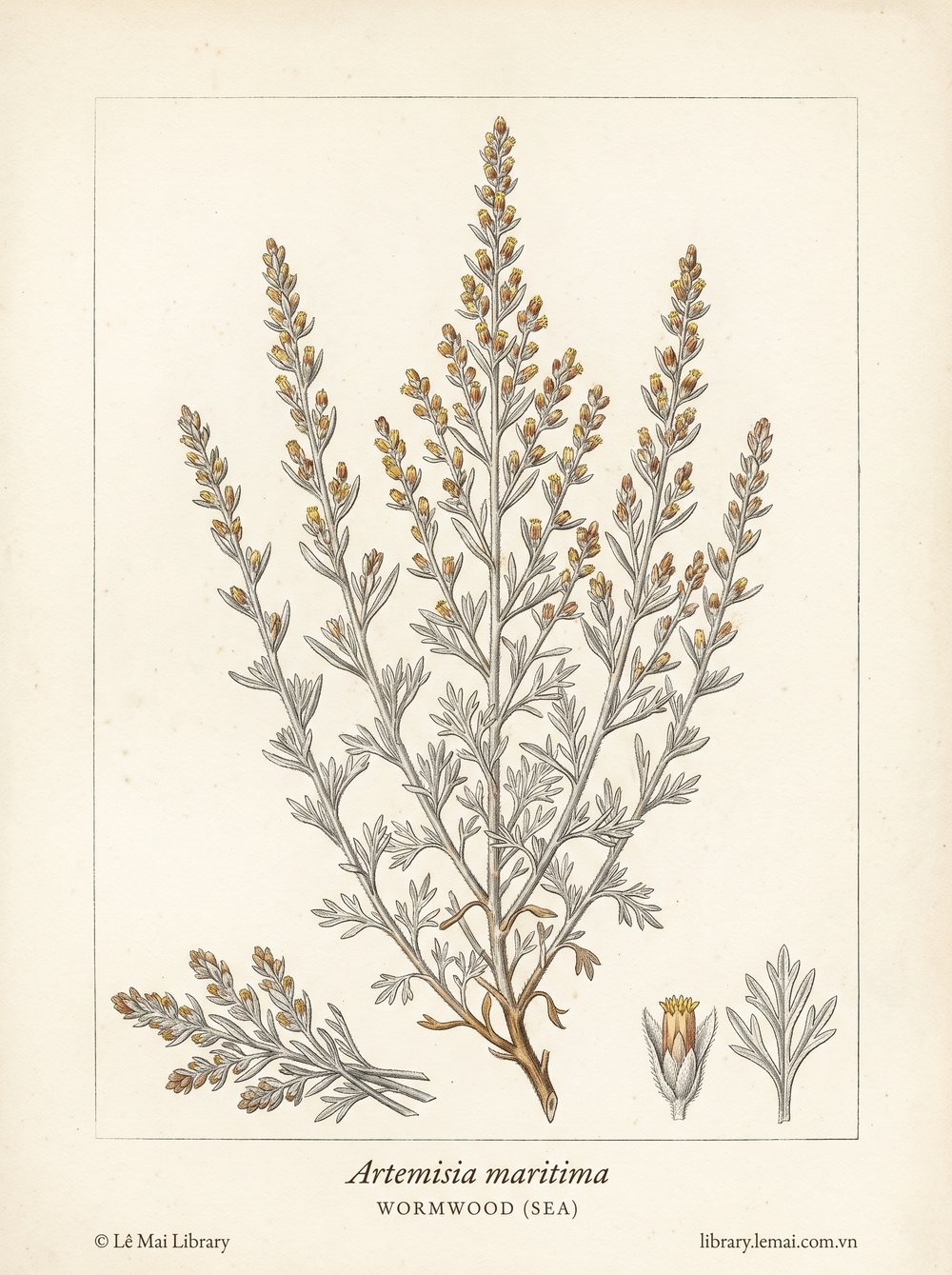 Tranh minh hoạ cây Ngải biển (Artemisia maritima), phần trên mặt đất dùng chiết xuất tinh dầu Wormwood (sea)