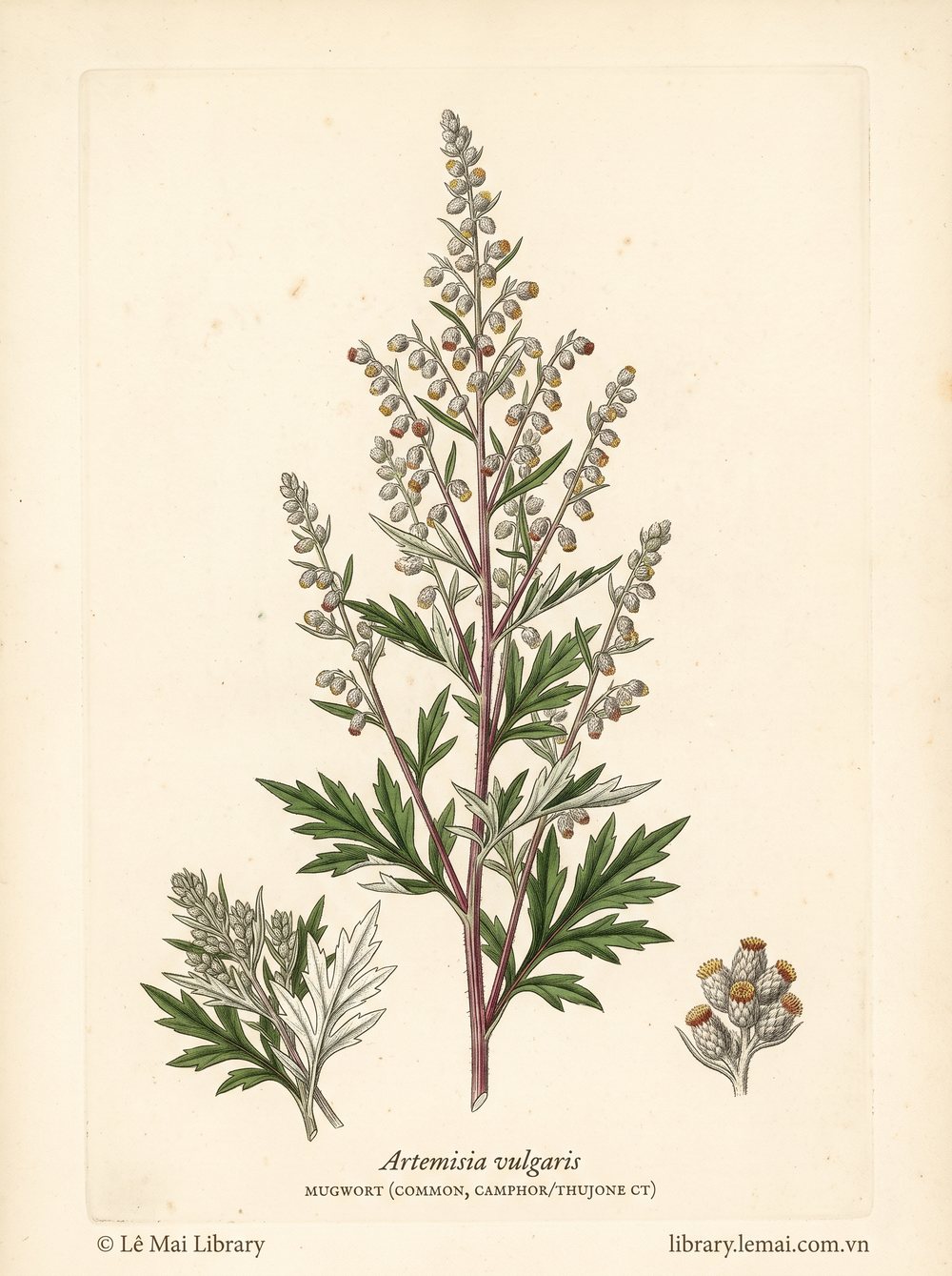 Tranh minh hoạ cây Ngải cứu (Artemisia vulgaris), phần trên mặt đất khi ra hoa dùng chiết xuất tinh dầu Mugwort (common, camphor/thujone CT)
