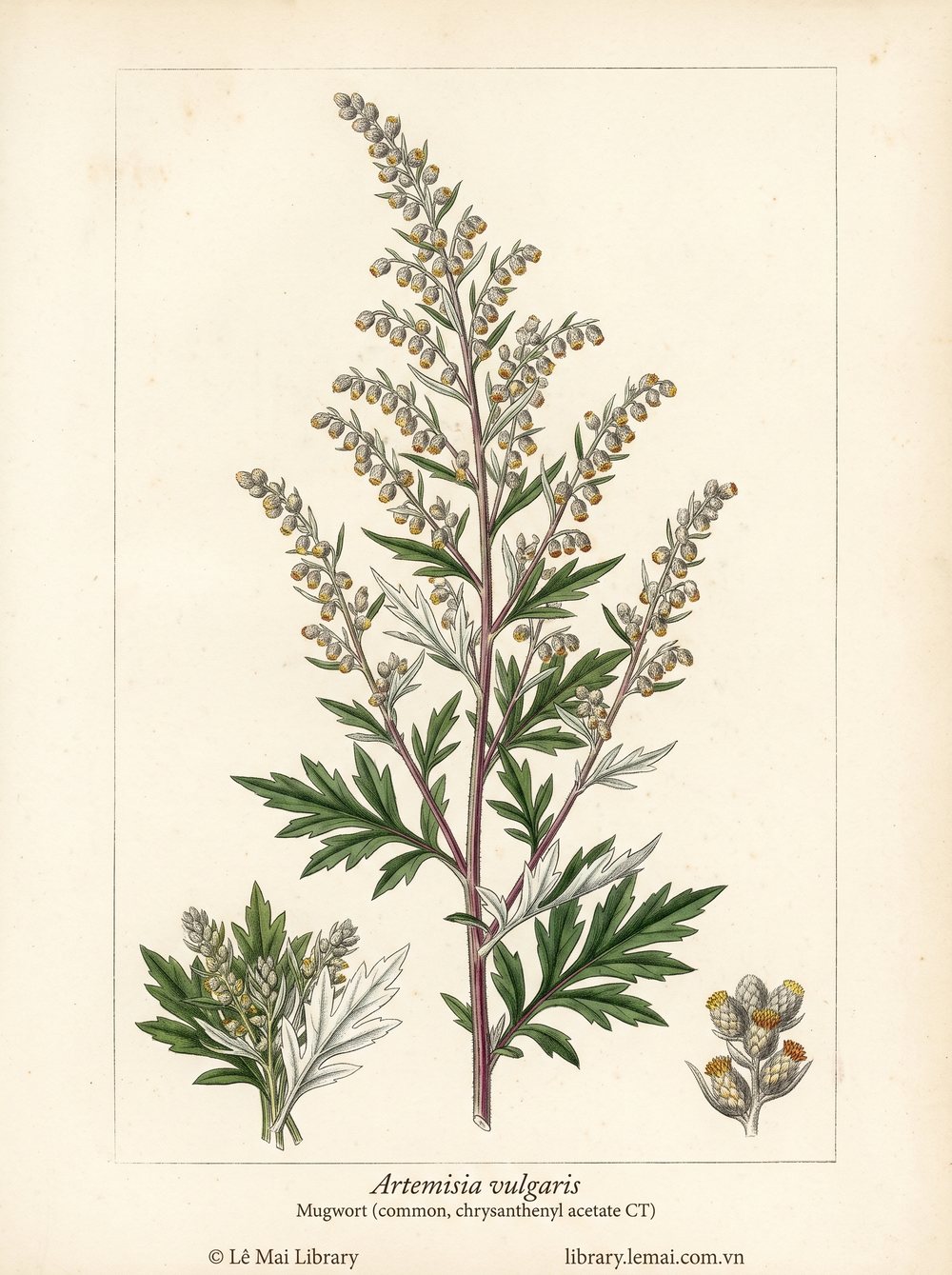 Tranh minh hoạ cây Ngải cứu (Artemisia vulgaris), phần trên mặt đất khi ra hoa dùng chiết xuất tinh dầu Mugwort (common, chrysanthenyl acetate CT)