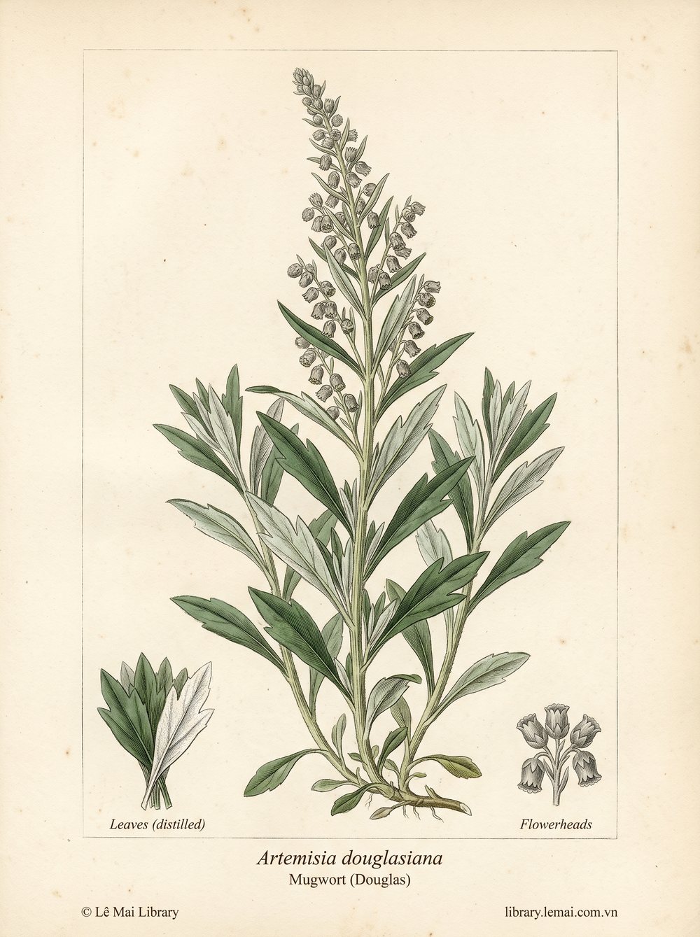 Tranh minh hoạ cây Ngải cứu Douglas (Artemisia douglasiana), phần trên mặt đất dùng chiết xuất tinh dầu Mugwort (Douglas)