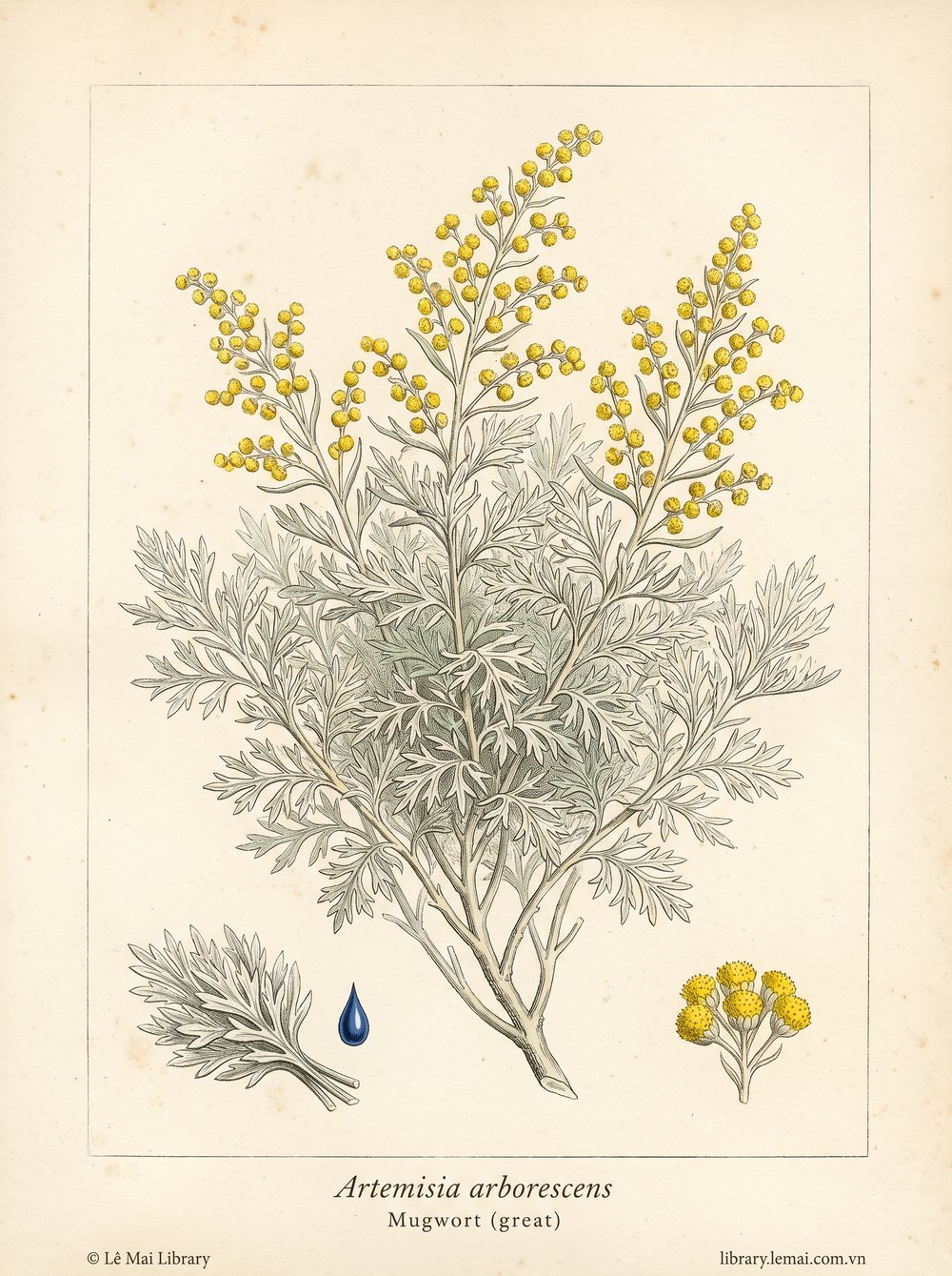 Tranh minh hoạ cây Ngải đại (Artemisia arborescens), lá dùng chiết xuất tinh dầu Mugwort (great)