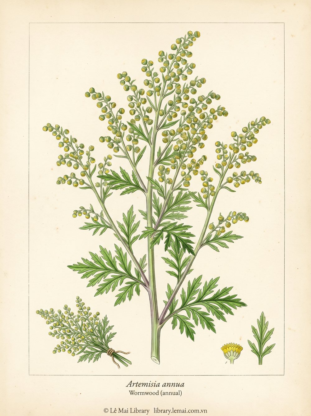 Tranh minh hoạ cây Ngải đắng hằng năm (Artemisia annua), lá dùng chiết xuất tinh dầu Wormwood (annual)