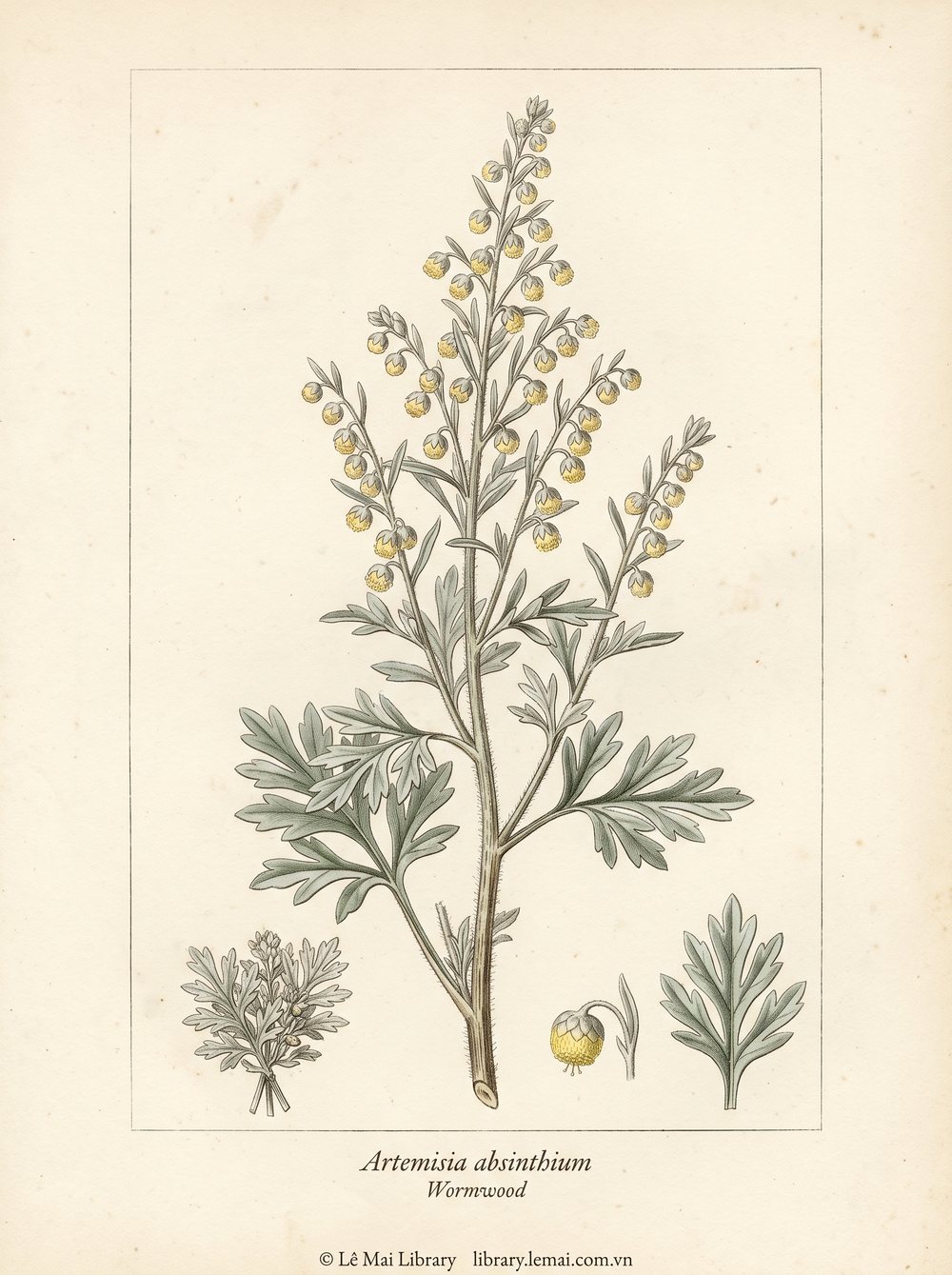 Tranh minh hoạ cây Ngải đắng (Wormwood (Artemisia absinthium), lá và hoa dùng chiết xuất tinh dầu Wormwood