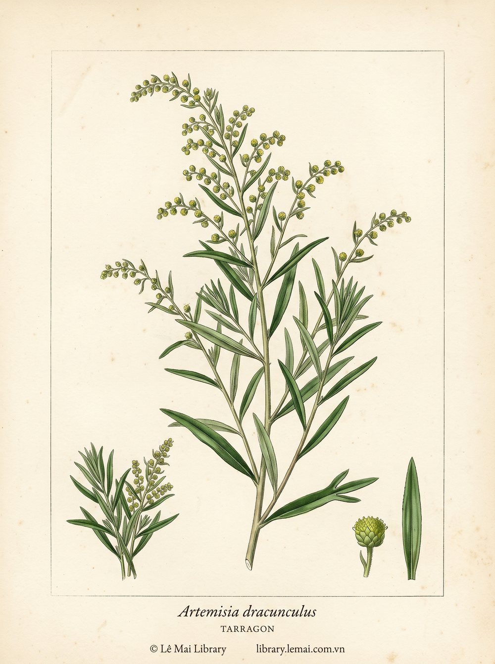 Tranh minh hoạ cây Ngải giấm (Artemisia dracunculus), phần trên mặt đất dùng chiết xuất tinh dầu Tarragon