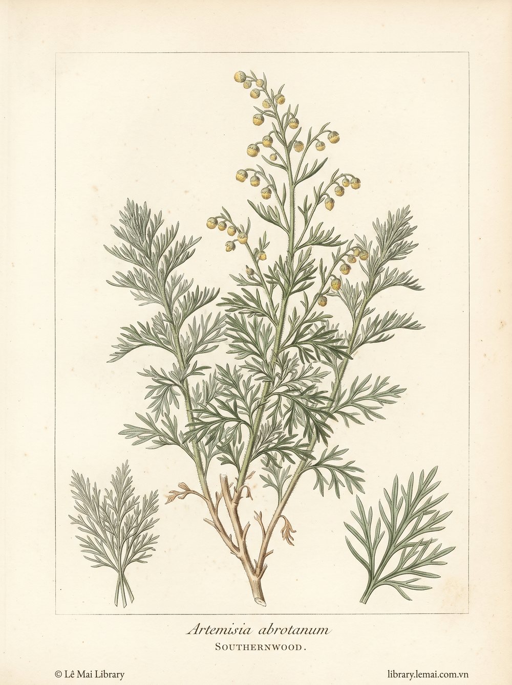 Tranh minh hoạ cây Ngải nam (Artemisia abrotanum), phần trên mặt đất dùng chiết xuất tinh dầu Southernwood
