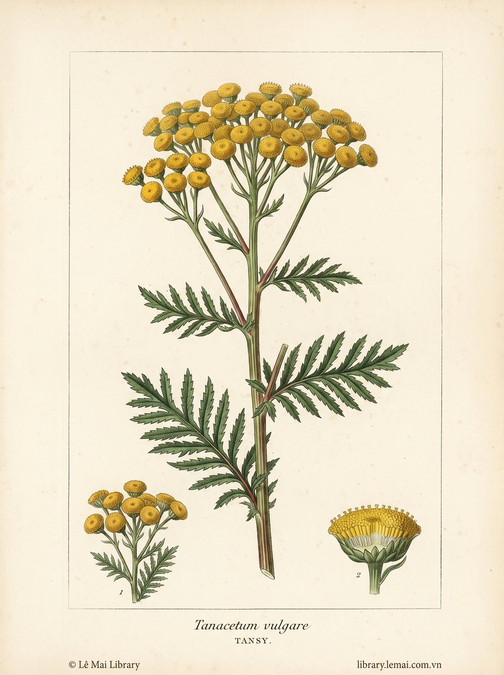 Tranh minh hoạ cây Ngải Tansy (Tanacetum vulgare), phần trên mặt đất dùng chiết xuất tinh dầu Tansy