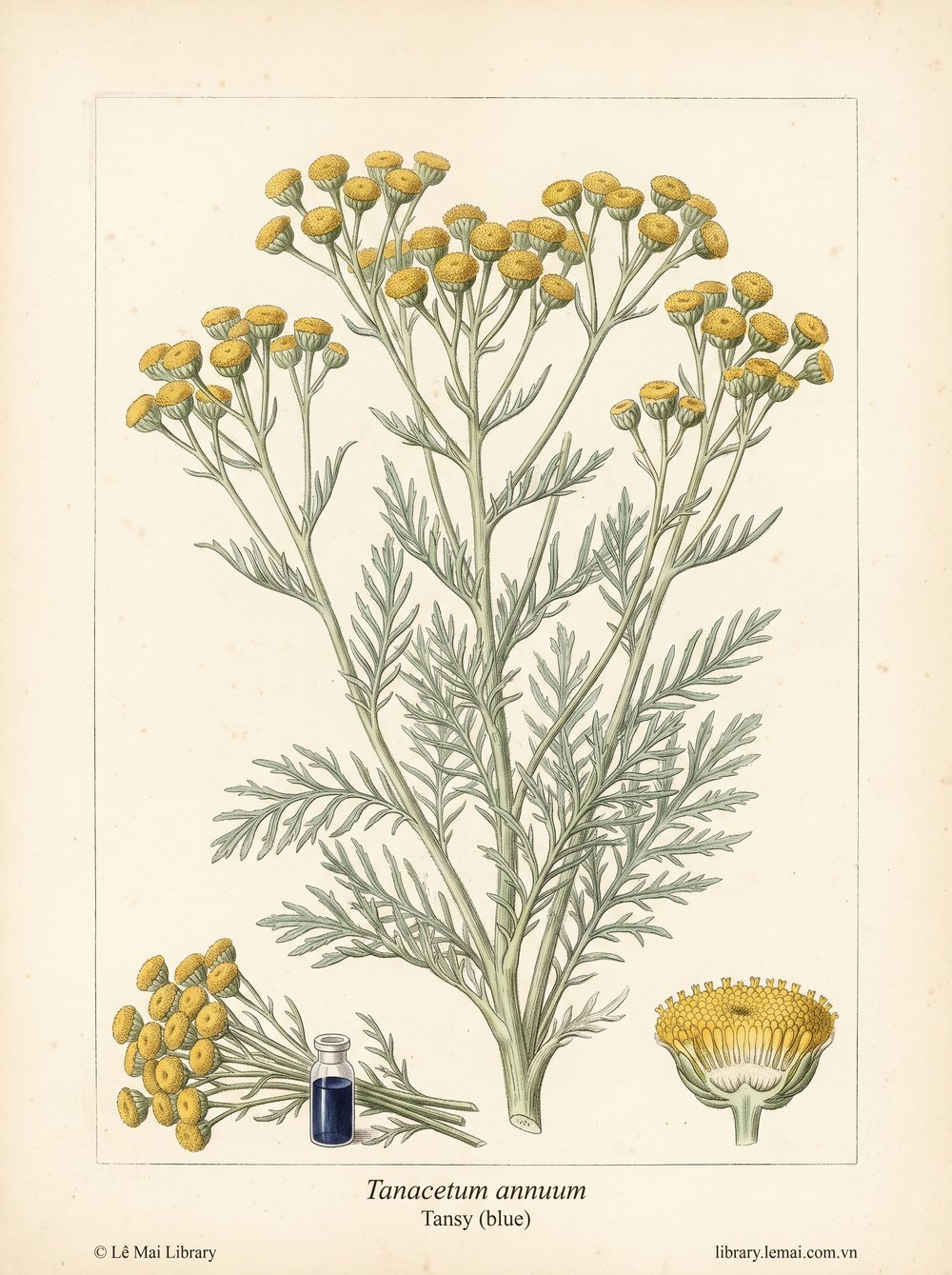 Tranh minh hoạ cây Ngải Tansy xanh (Tanacetum annuum), phần trên mặt đất dùng chiết xuất tinh dầu Tansy (blue)