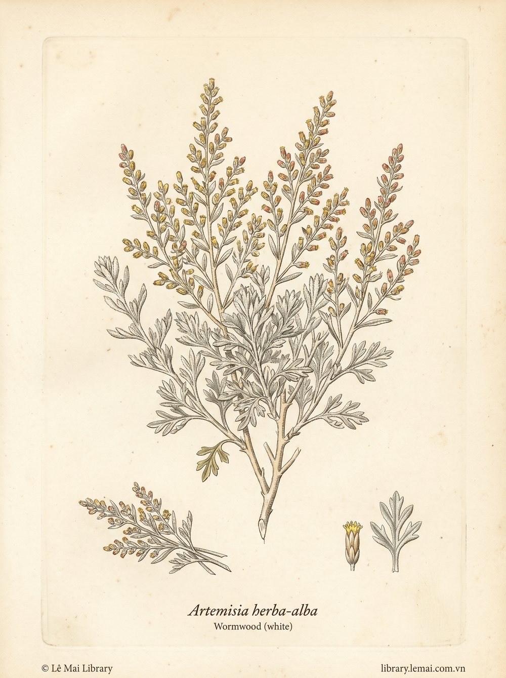 Tranh minh hoạ cây Ngải trắng (Artemisia herba-alba), phần trên mặt đất dùng chiết xuất tinh dầu Wormwood (white)