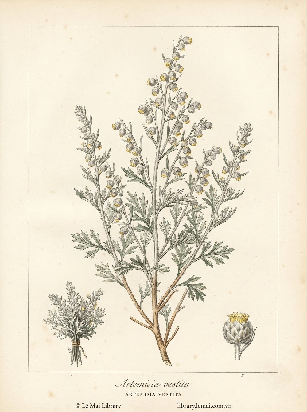 Botanical illustration of Artemisia vestita, whose aerial parts yield Artemisia vestita essential oil