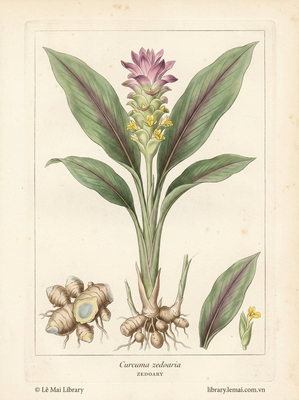 Tranh minh hoạ cây Nghệ đen (Curcuma zedoaria), rễ ngầm dùng chiết xuất tinh dầu Zedoary