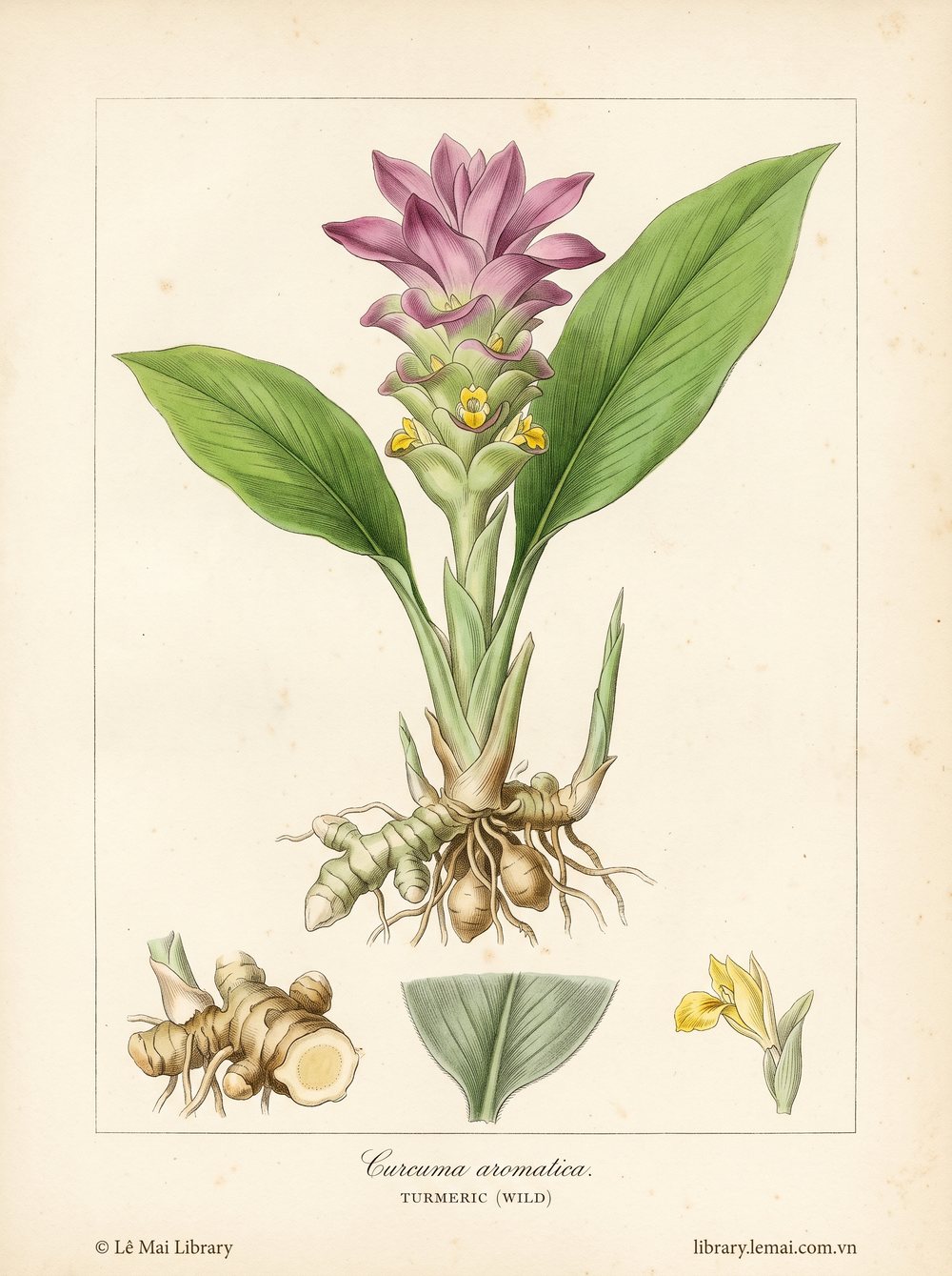 Tranh minh hoạ cây Nghệ rừng (Curcuma aromatica), rễ ngầm dùng chiết xuất tinh dầu Turmeric (wild)