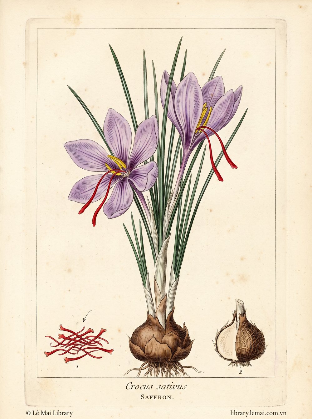 Tranh minh hoạ cây Nghệ tây (Crocus sativus), nhụy hoa dùng chiết xuất tinh dầu Saffron