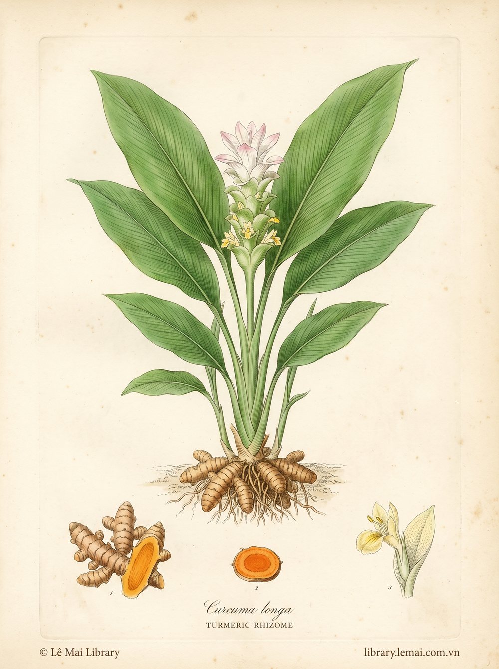 Tranh minh hoạ cây Nghệ vàng (Curcuma longa), rễ ngầm dùng chiết xuất tinh dầu Turmeric rhizome