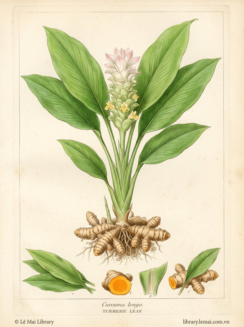 Tranh minh hoạ cây Nghệ vàng (Curcuma longa), lá dùng chiết xuất tinh dầu Turmeric leaf