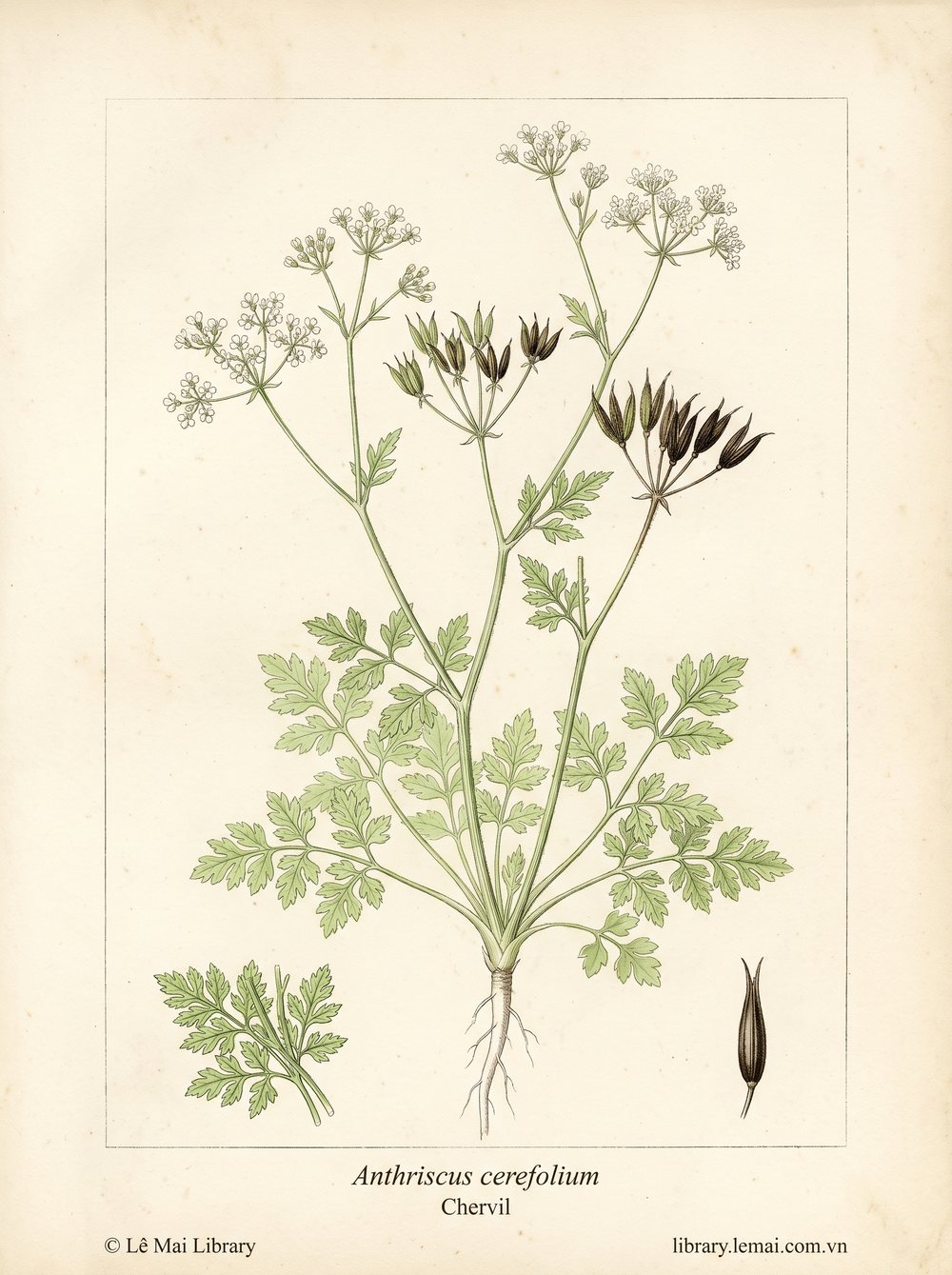 Botanical illustration of Anthriscus cerefolium; leaves used to extract Chervil essential oil