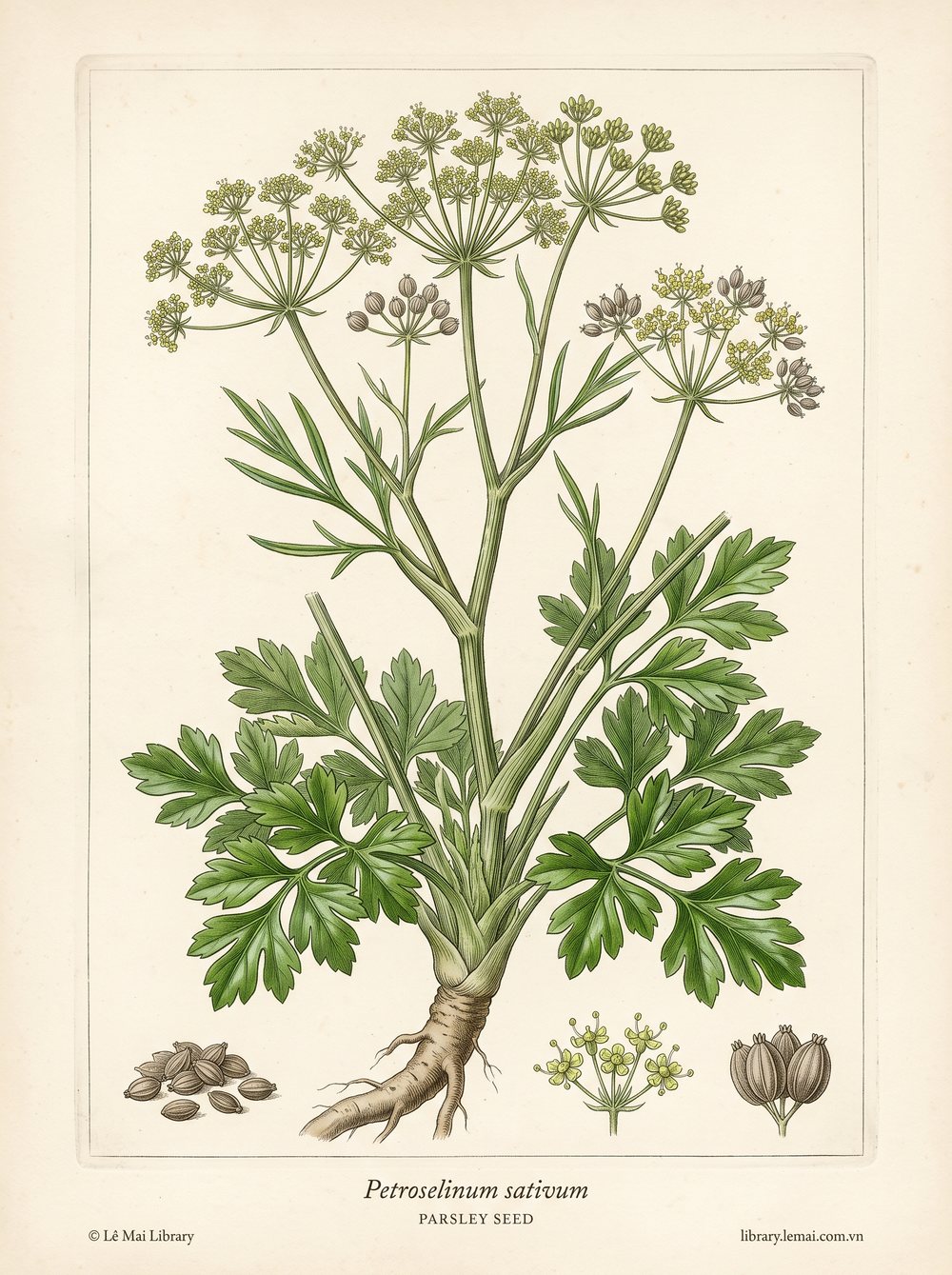 Tranh minh hoạ cây Ngò tây (Petroselinum sativum), hạt dùng chiết xuất tinh dầu Parsley seed