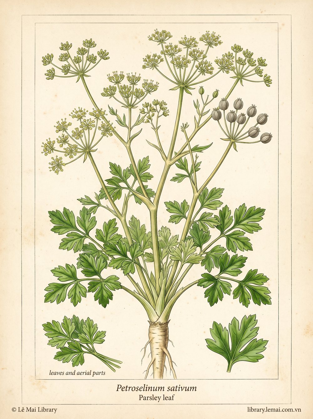 Tranh minh hoạ cây Ngò tây (Petroselinum sativum), lá tươi dùng chiết xuất tinh dầu Parsley leaf